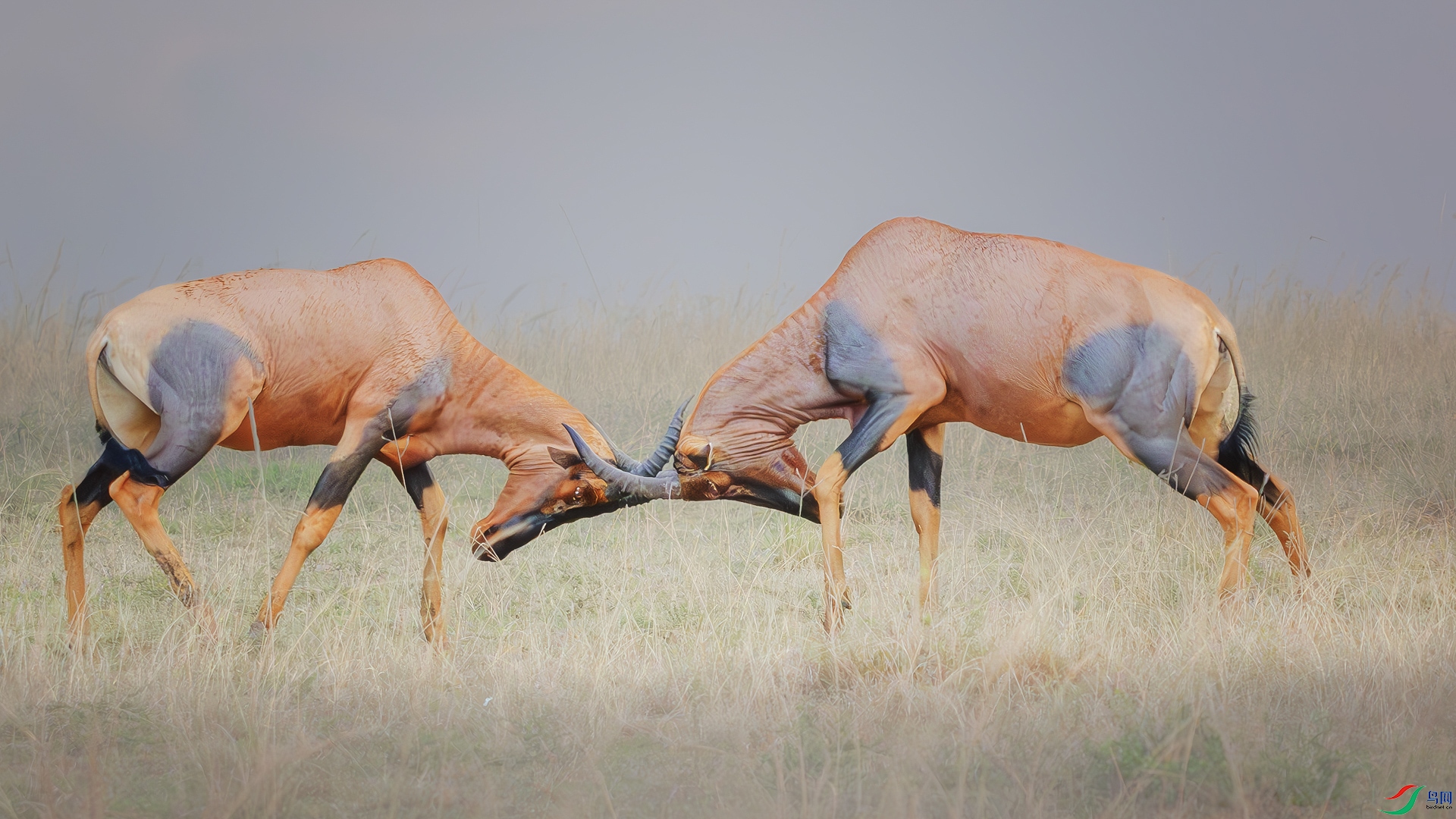 _DSC3349-����ǿ-NR ����_1.jpg