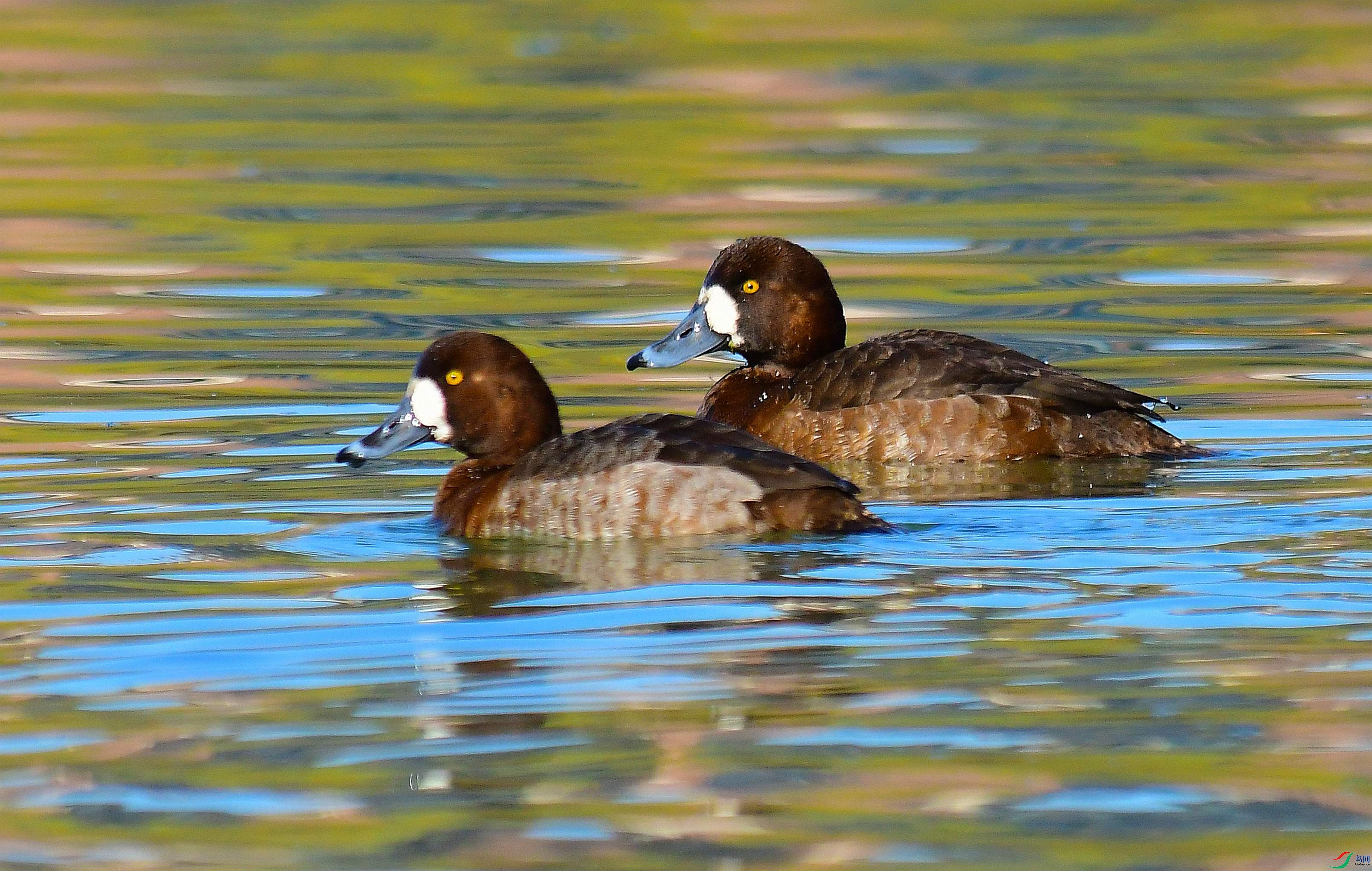 DSC_2050.JPG