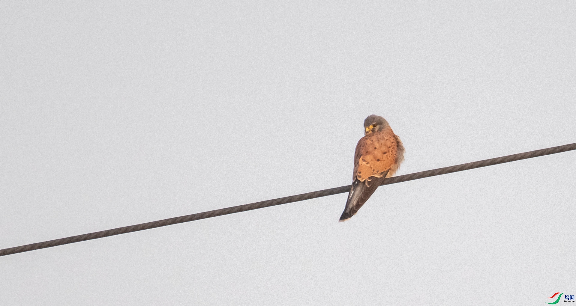 DSC_7787.jpg