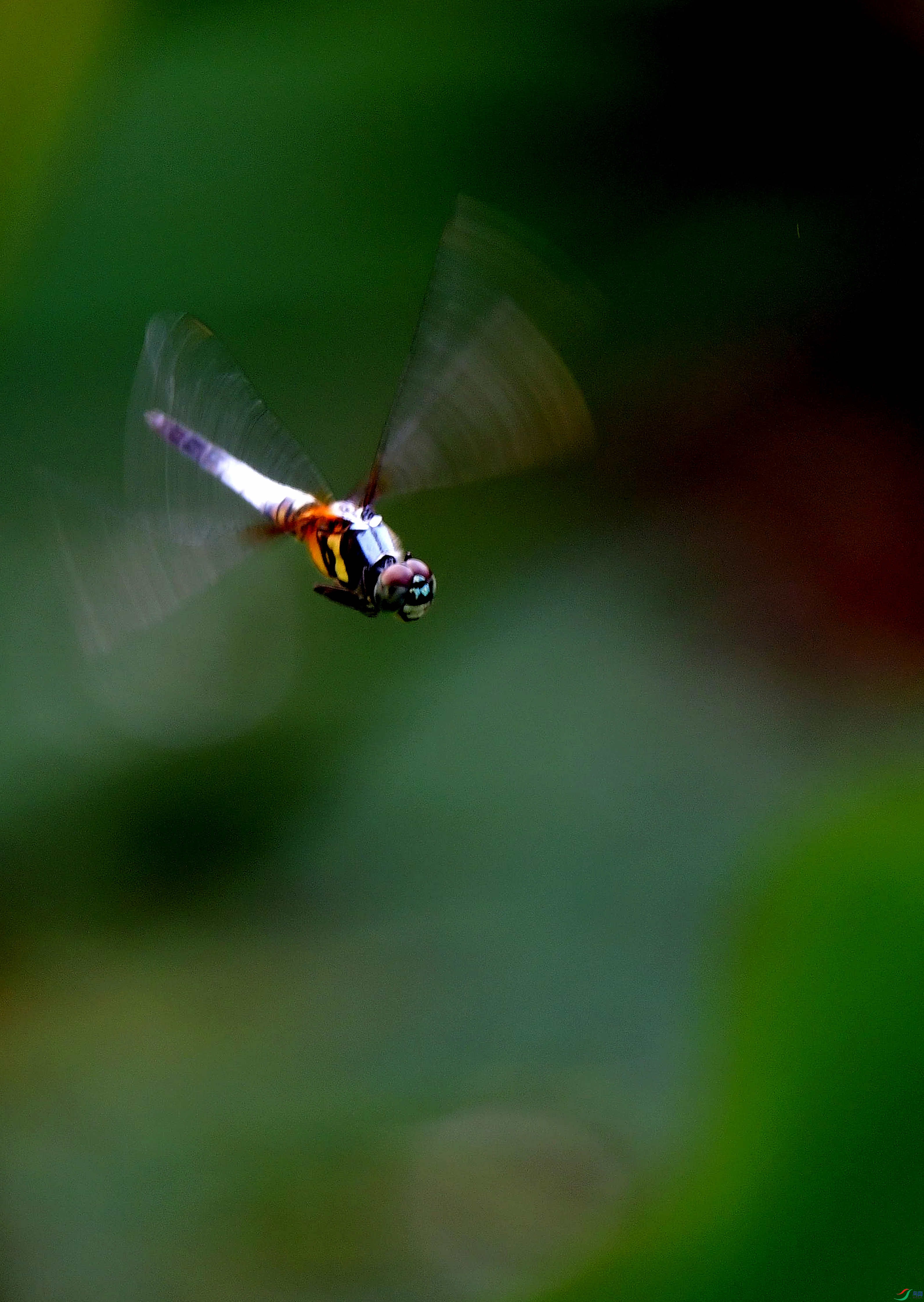 DSC_0261_��ͼ��_����_edit_381102885648097_����.jpg