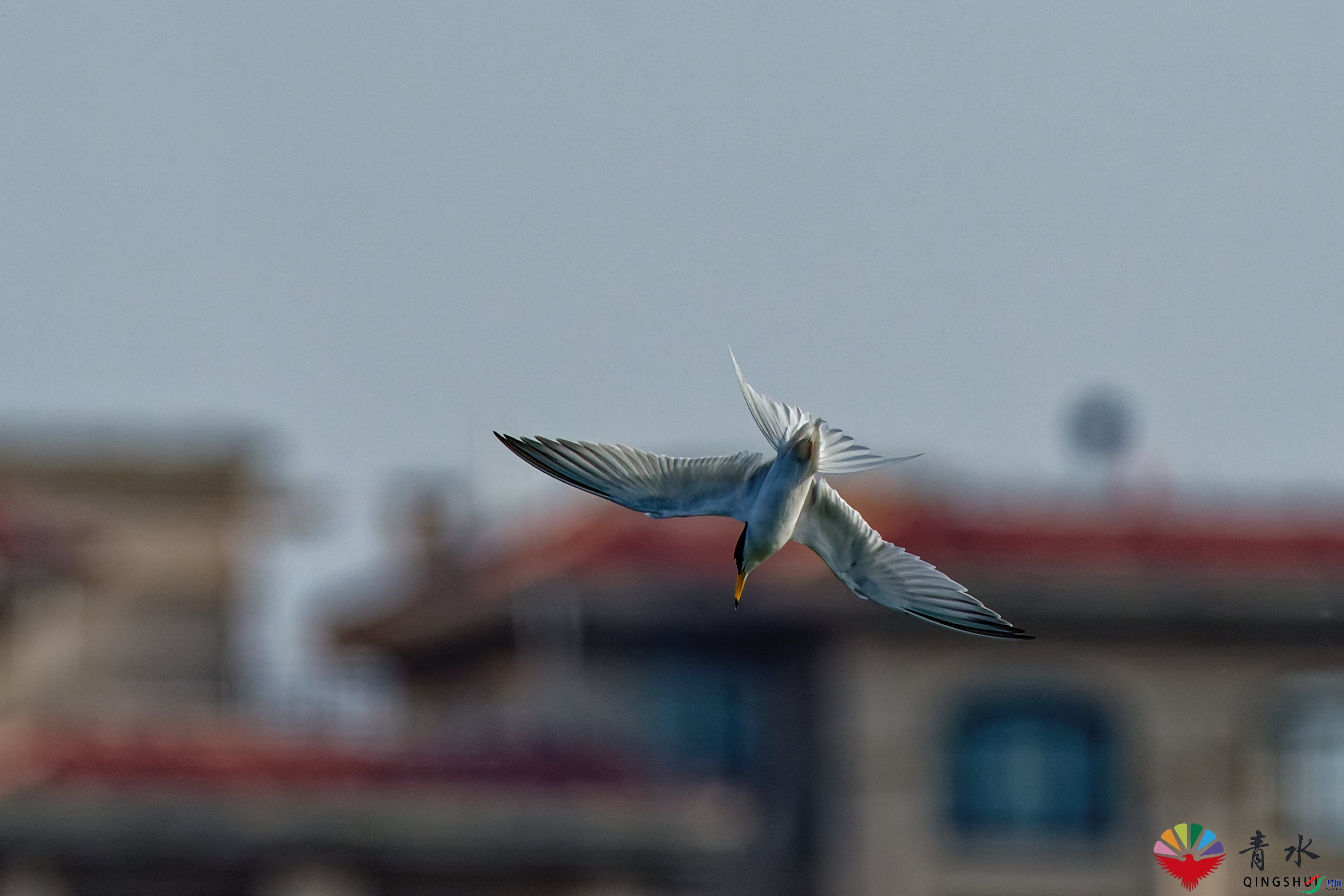 DSC01794_DxO.jpg