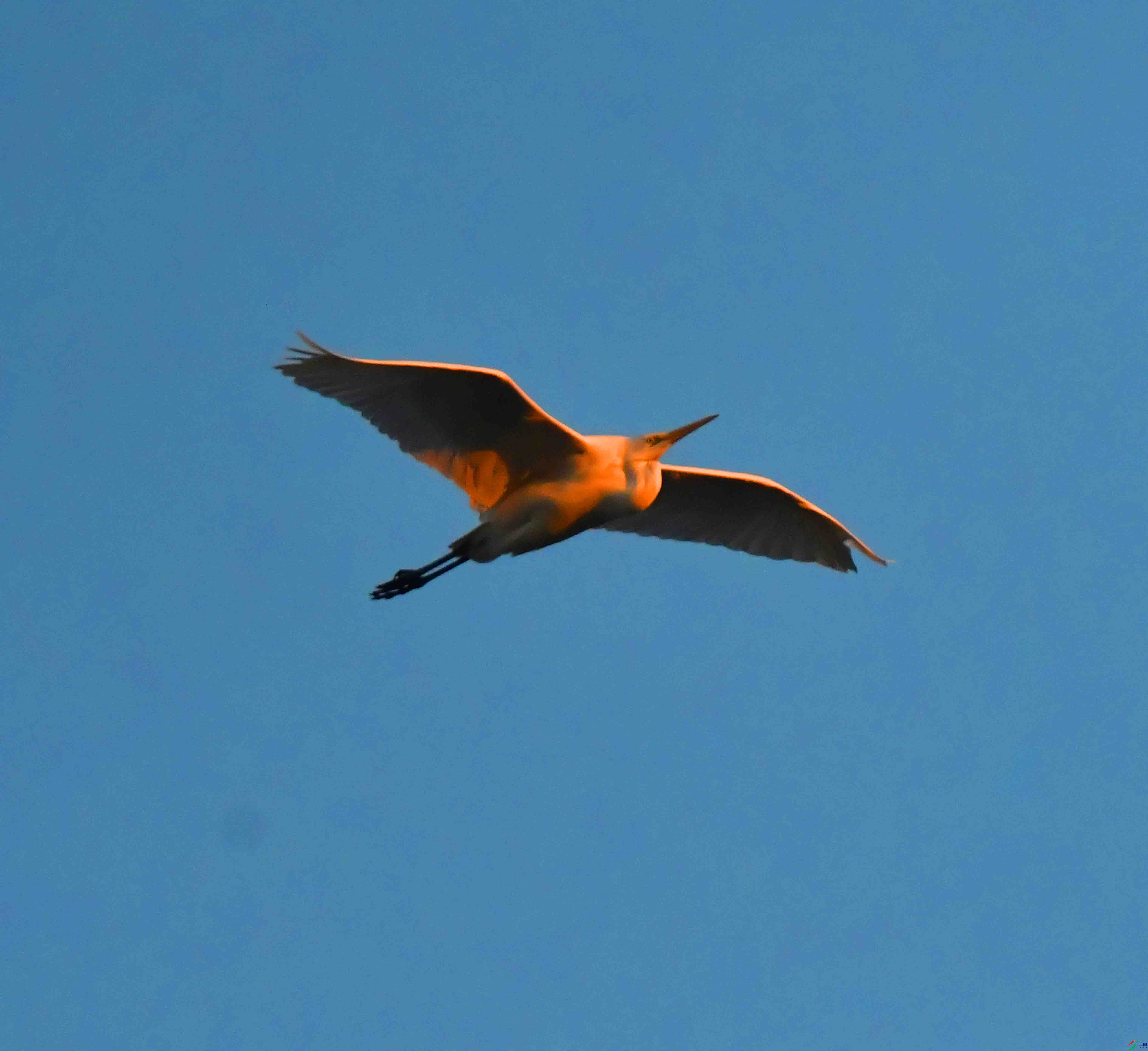 DSC_9245.JPG
