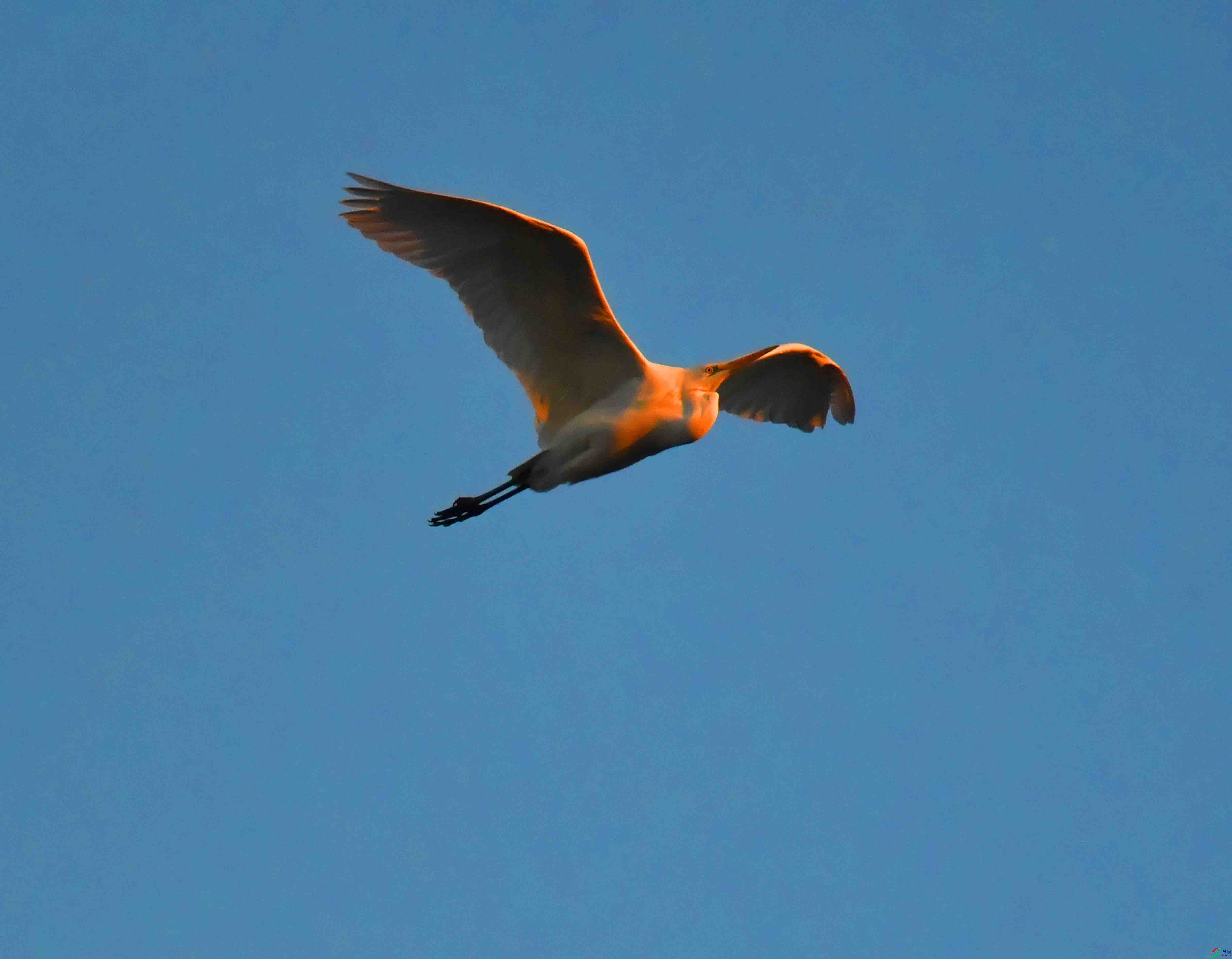 DSC_9247.JPG