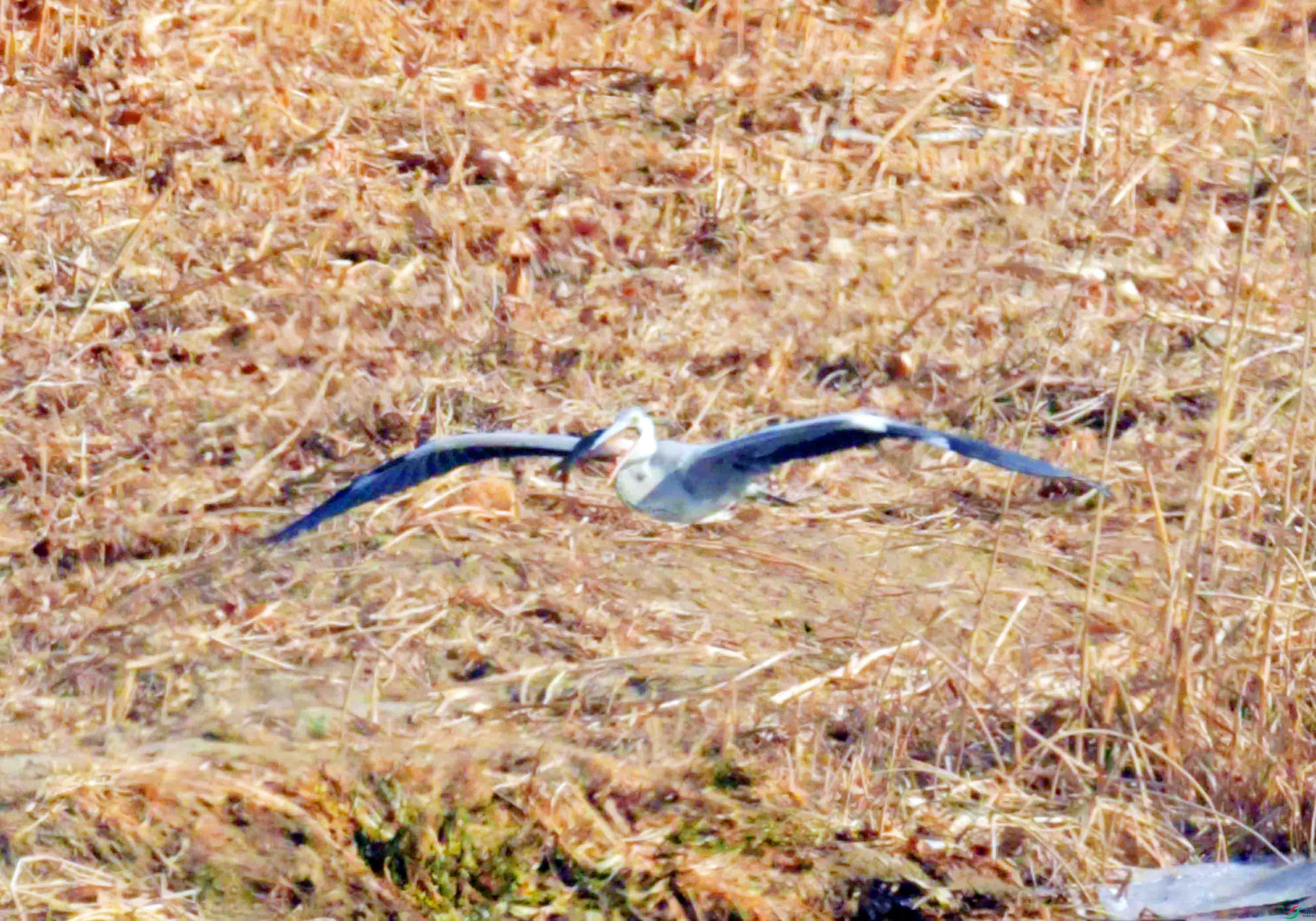 DSC_9333.JPG
