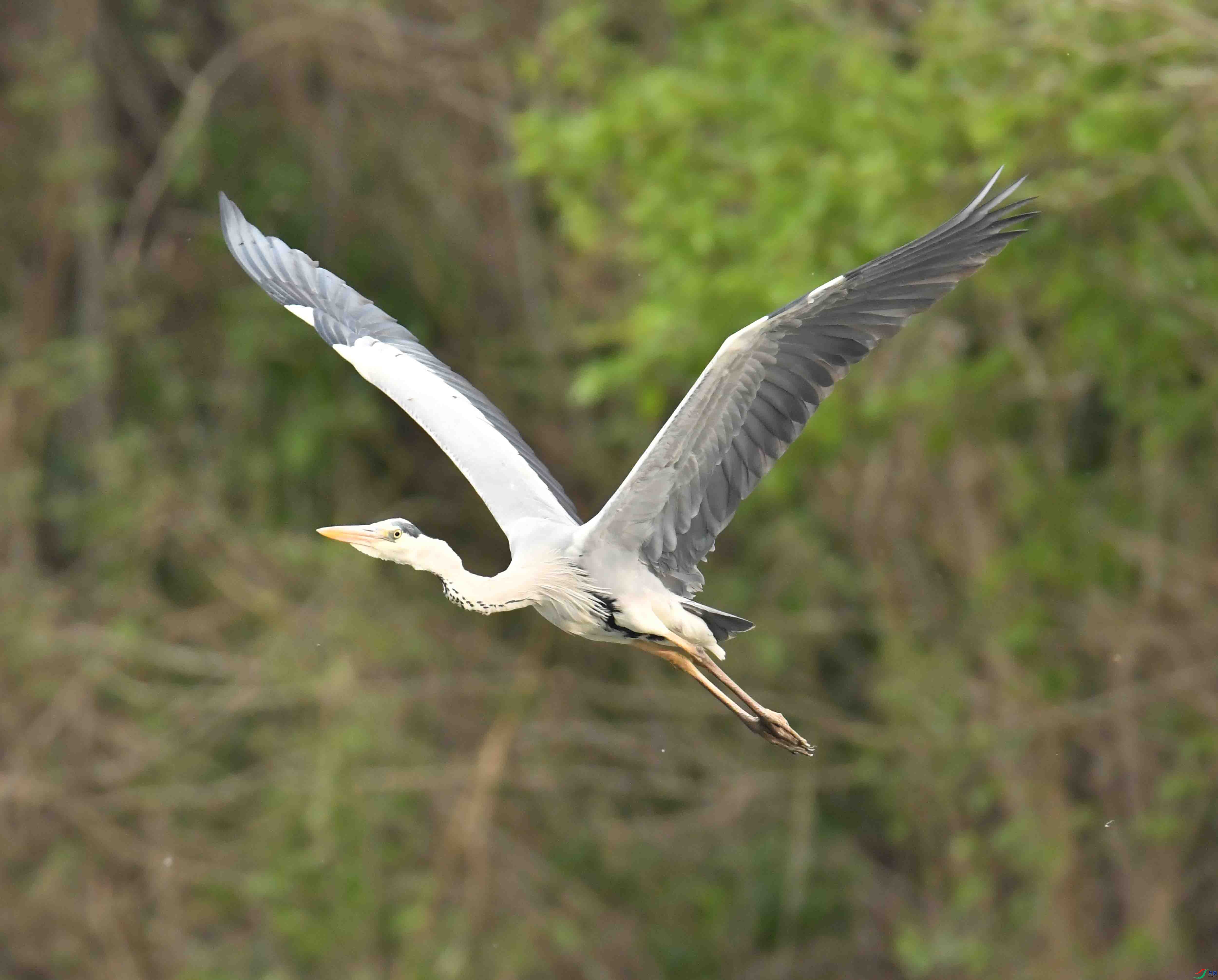 DSC_9846.JPG