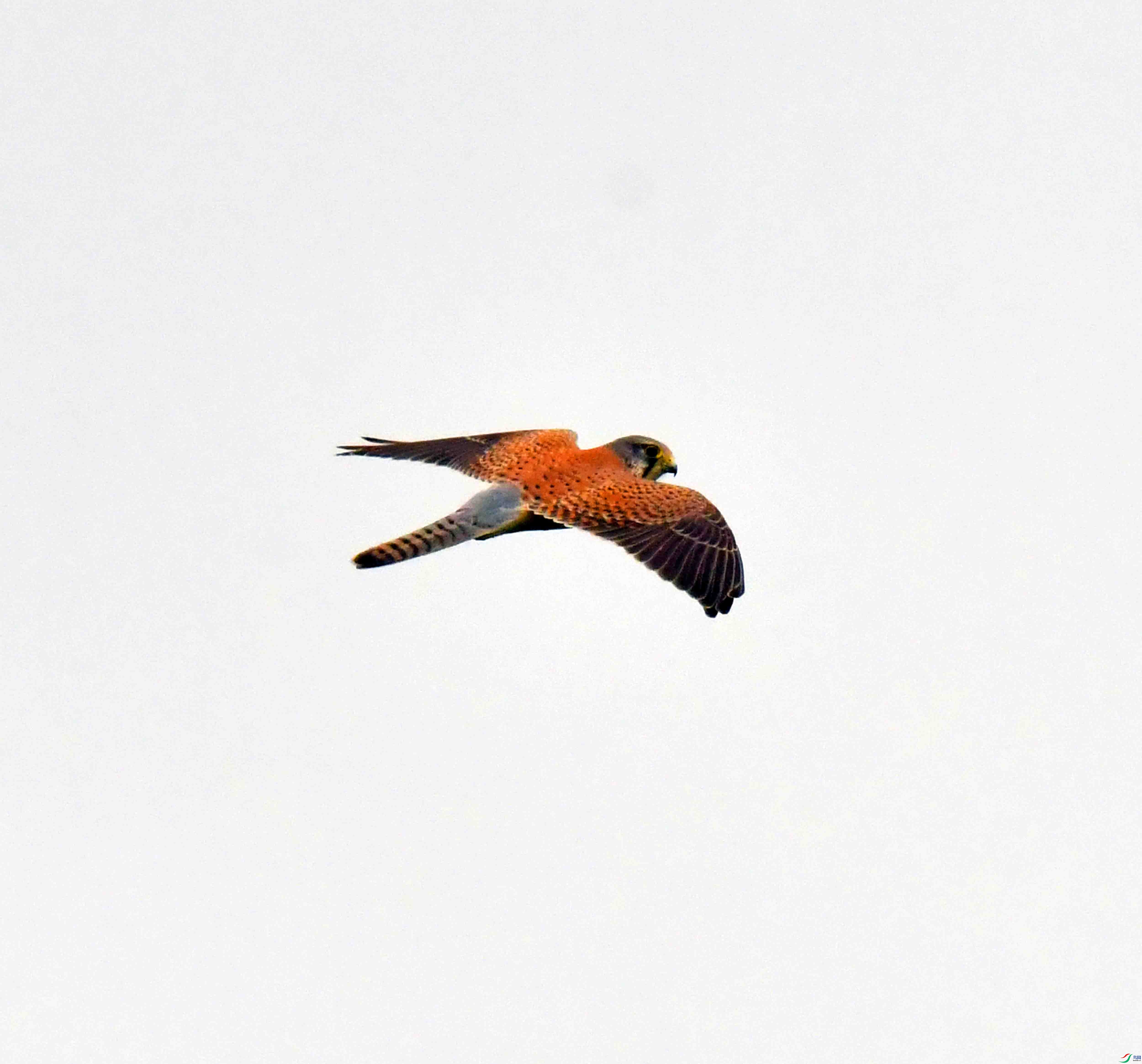 DSC_0597.JPG