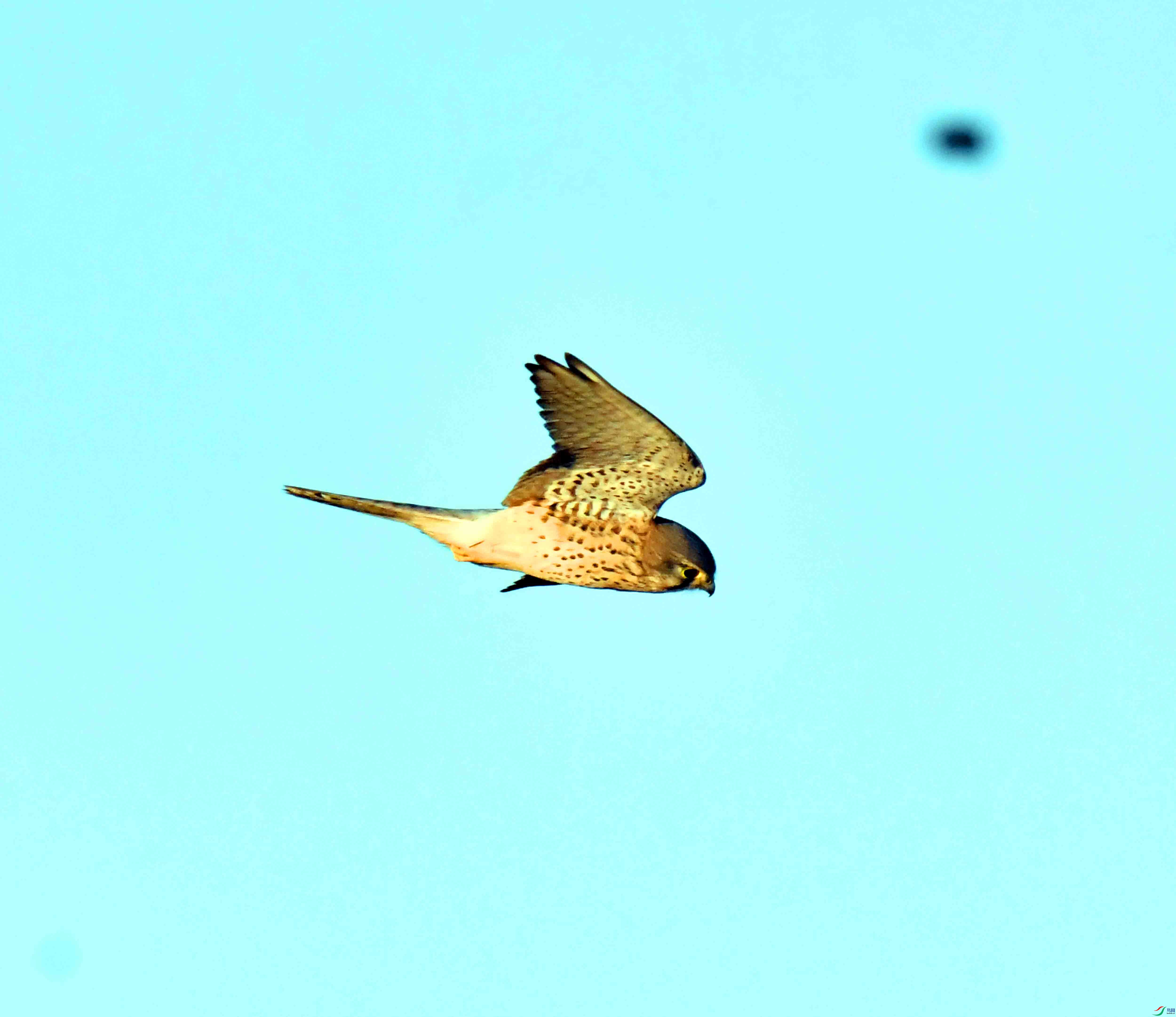DSC_4119.JPG