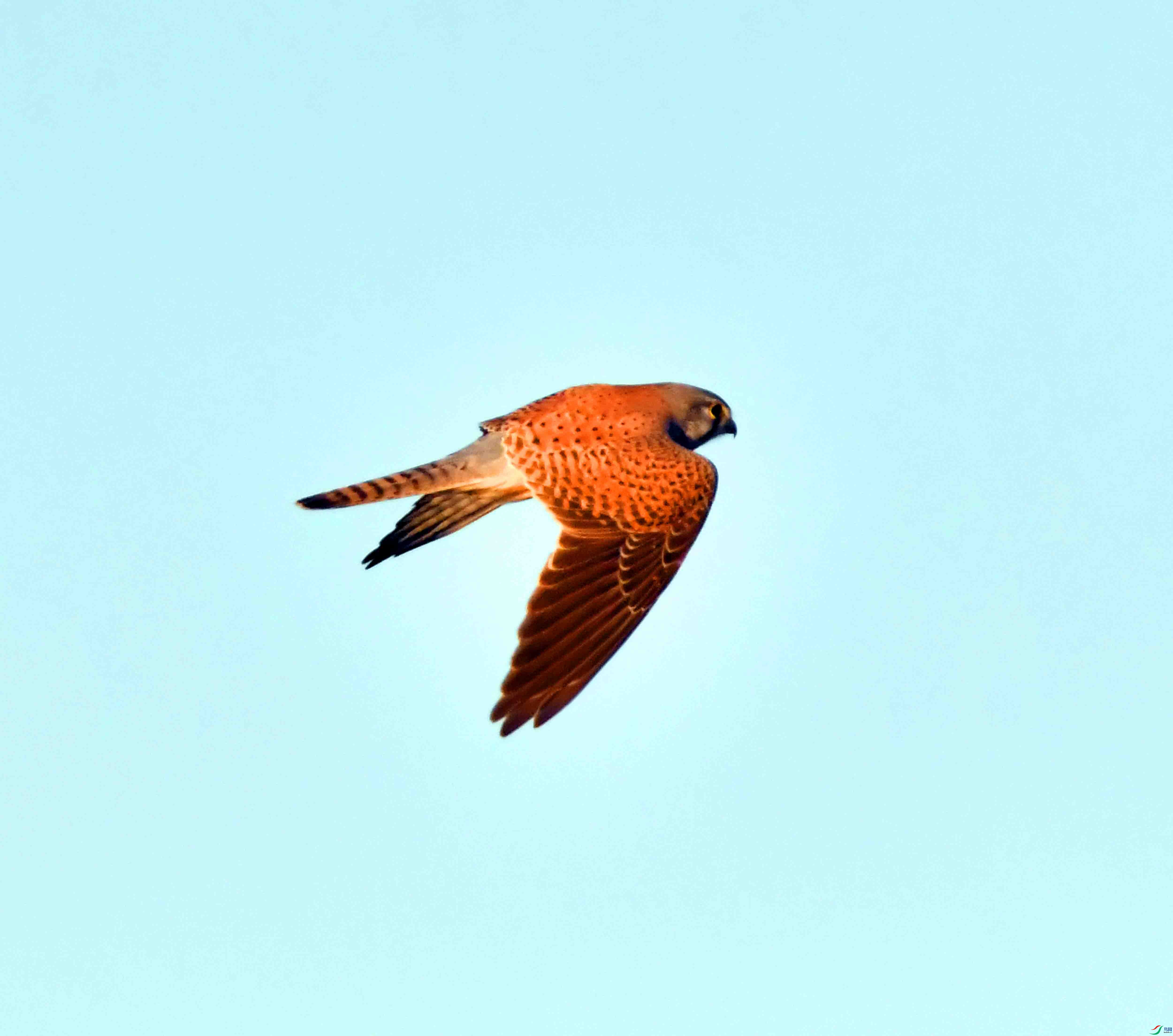 DSC_4121.JPG