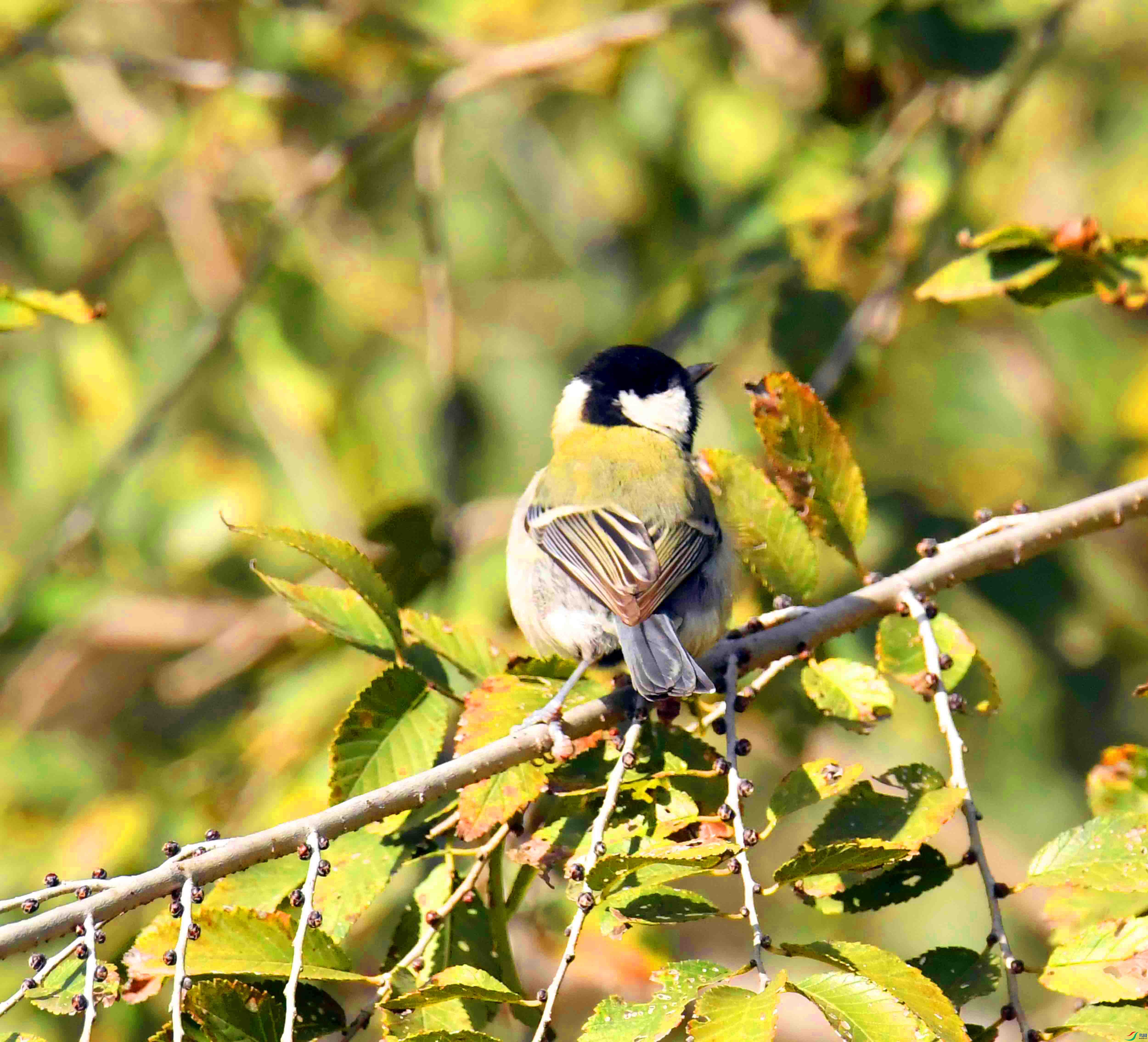 DSC_8070.JPG