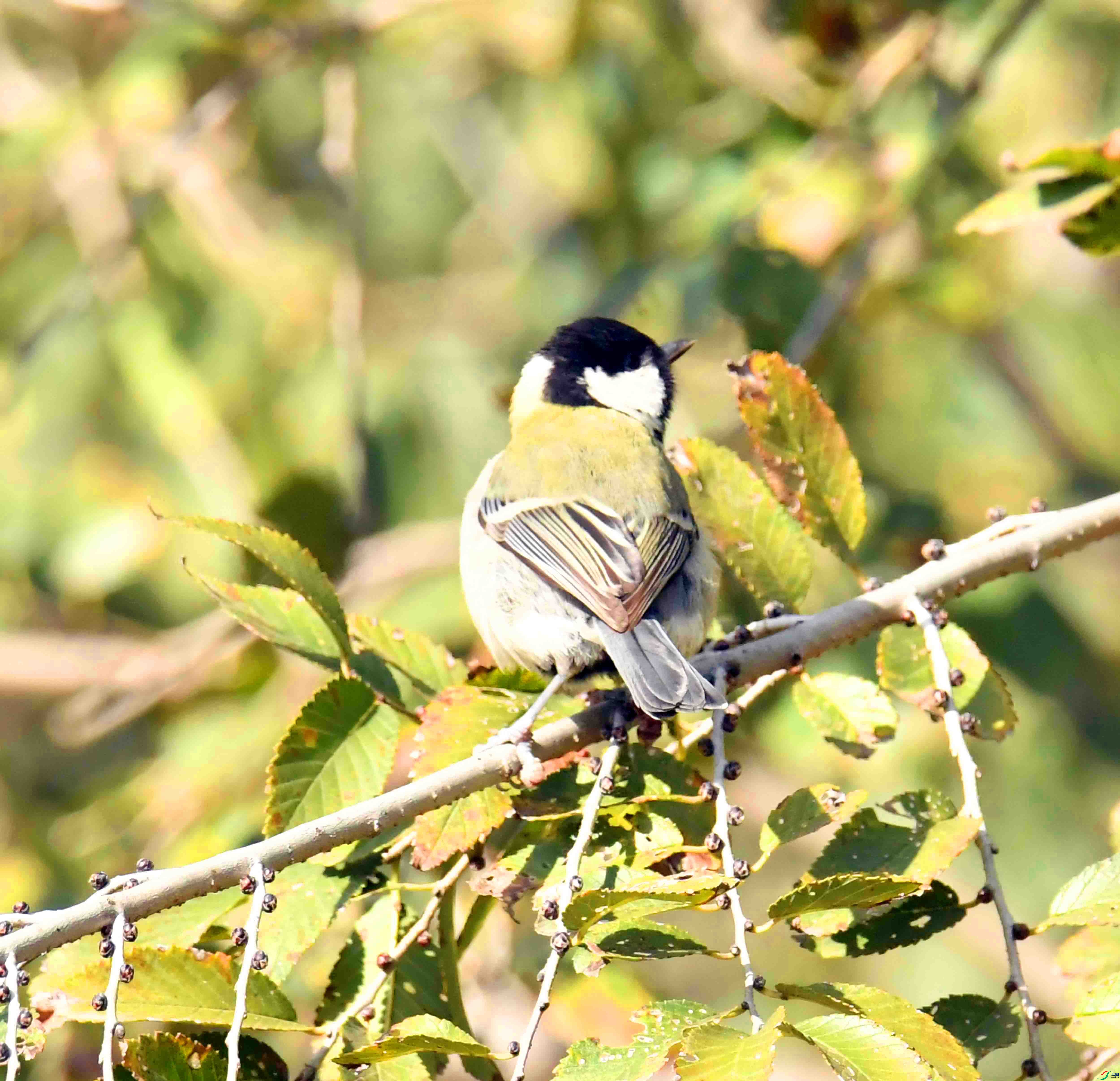 DSC_8071.JPG