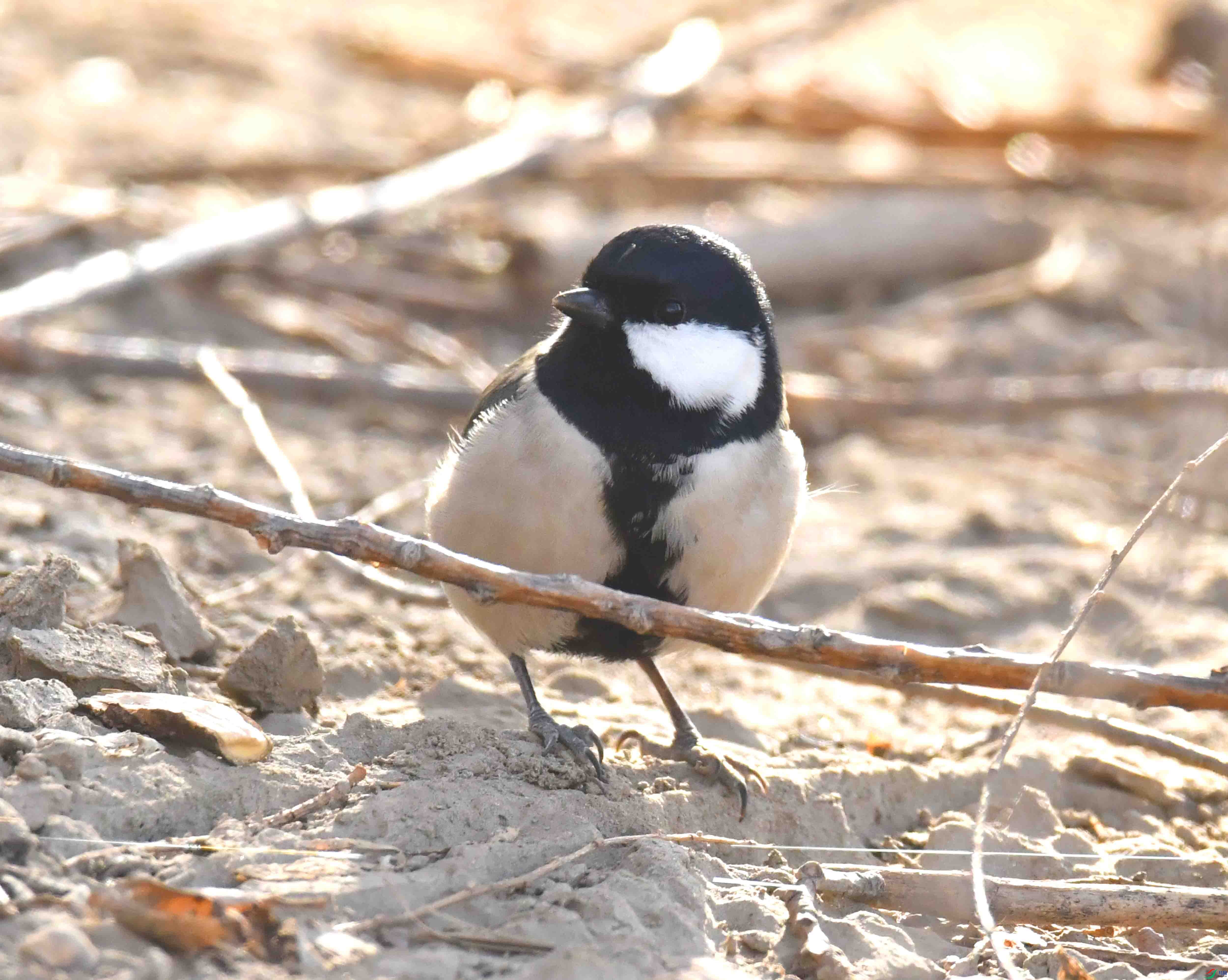 DSC_8587.JPG