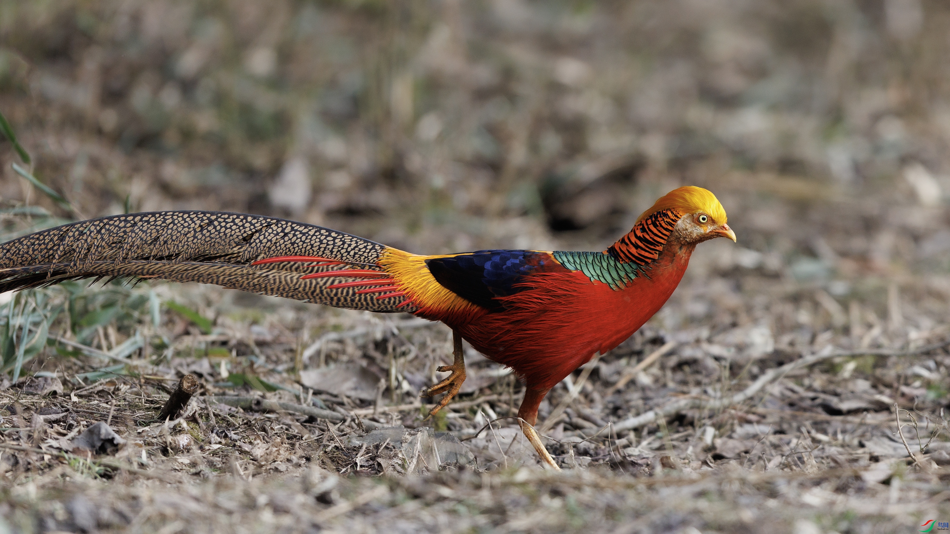 _O7A9887 ����4444.jpg