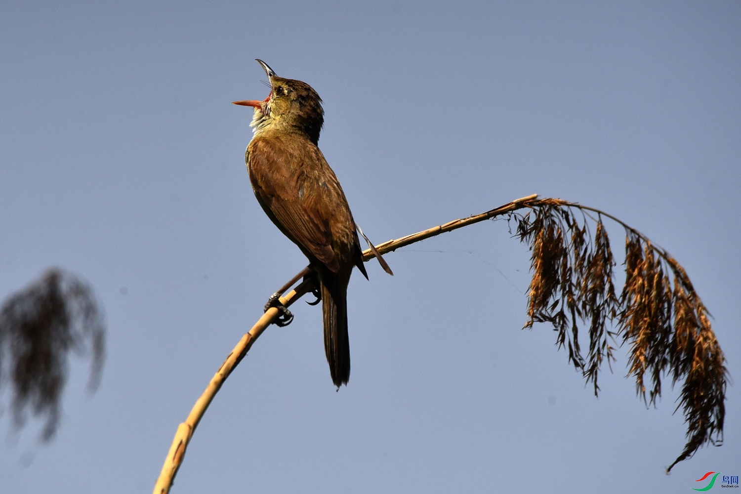 DSC_3520.JPG