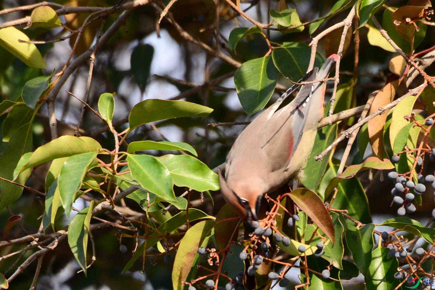 DSC_7277.JPG