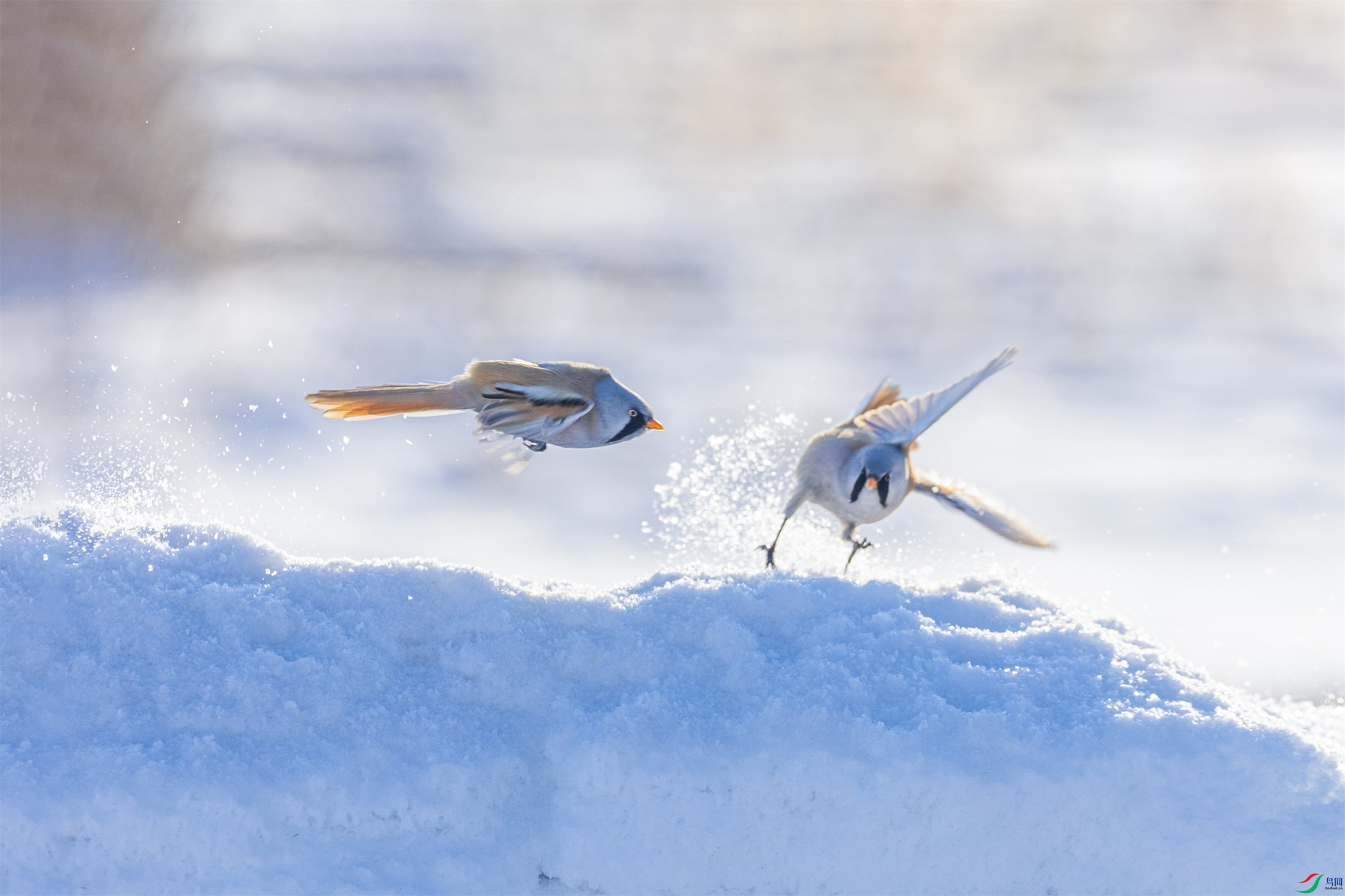 1K3A8758 ����1.jpg