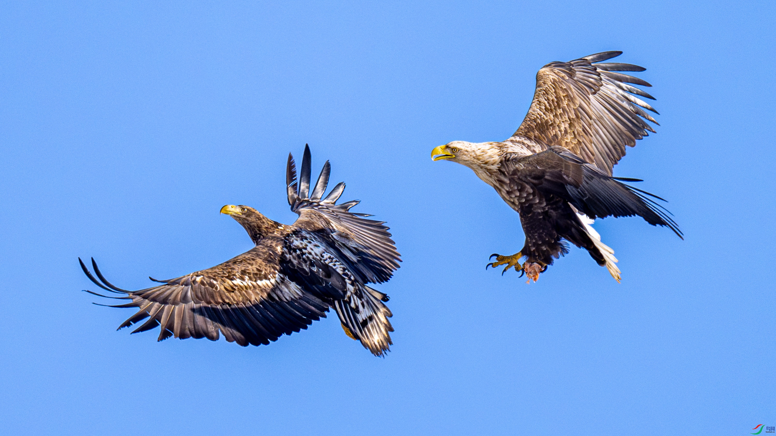 ��β����