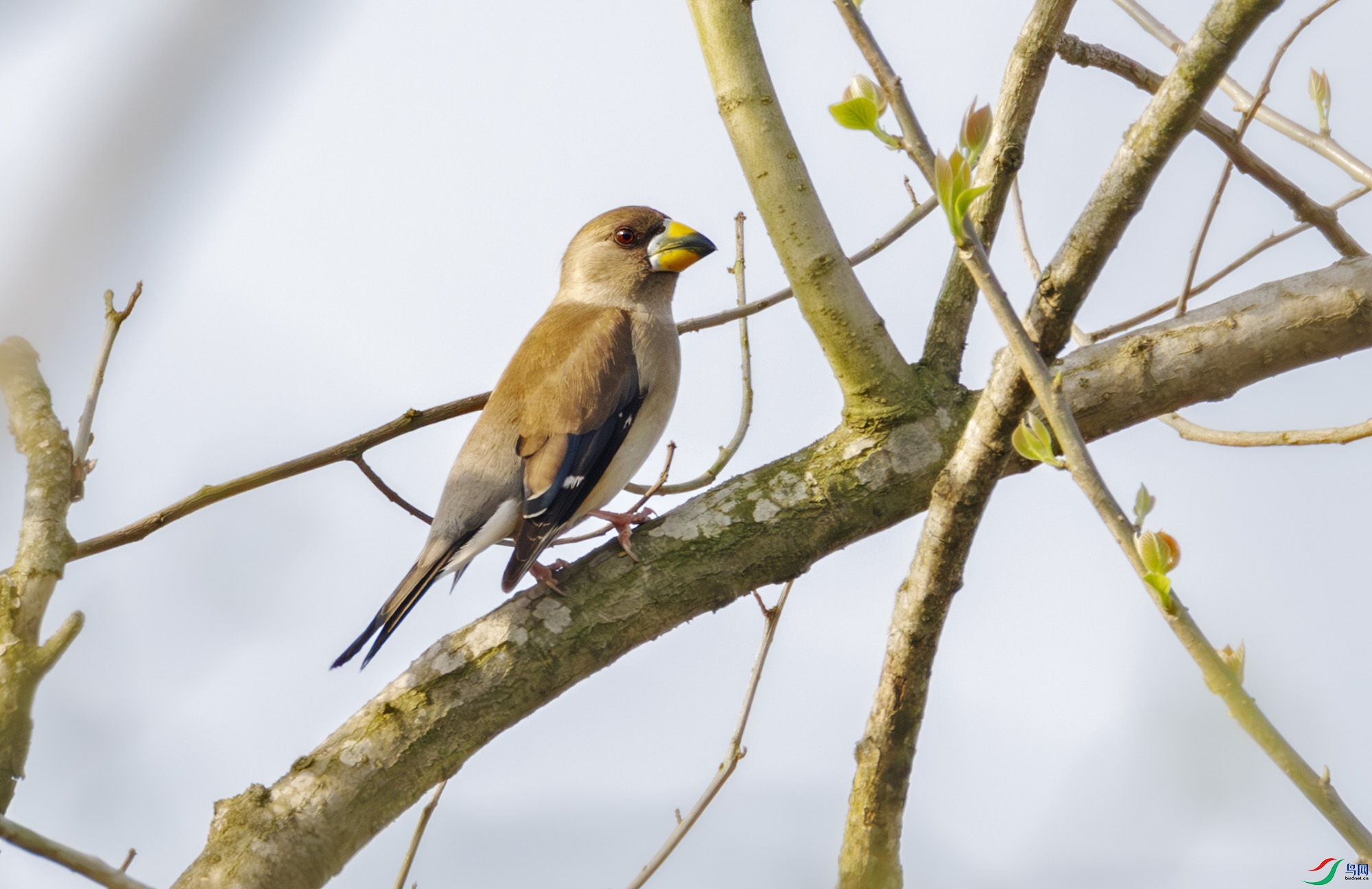 2I1A8131-����ǿ-NR ����.jpg