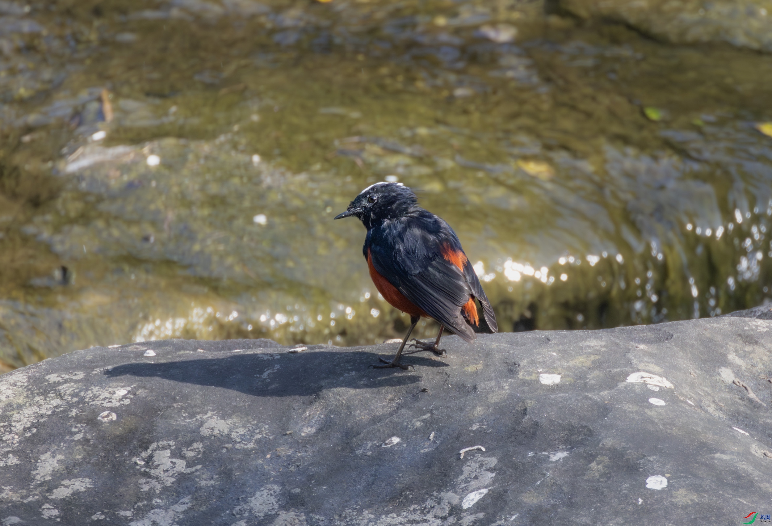 2I1A7750-����ǿ-NR ����.jpg