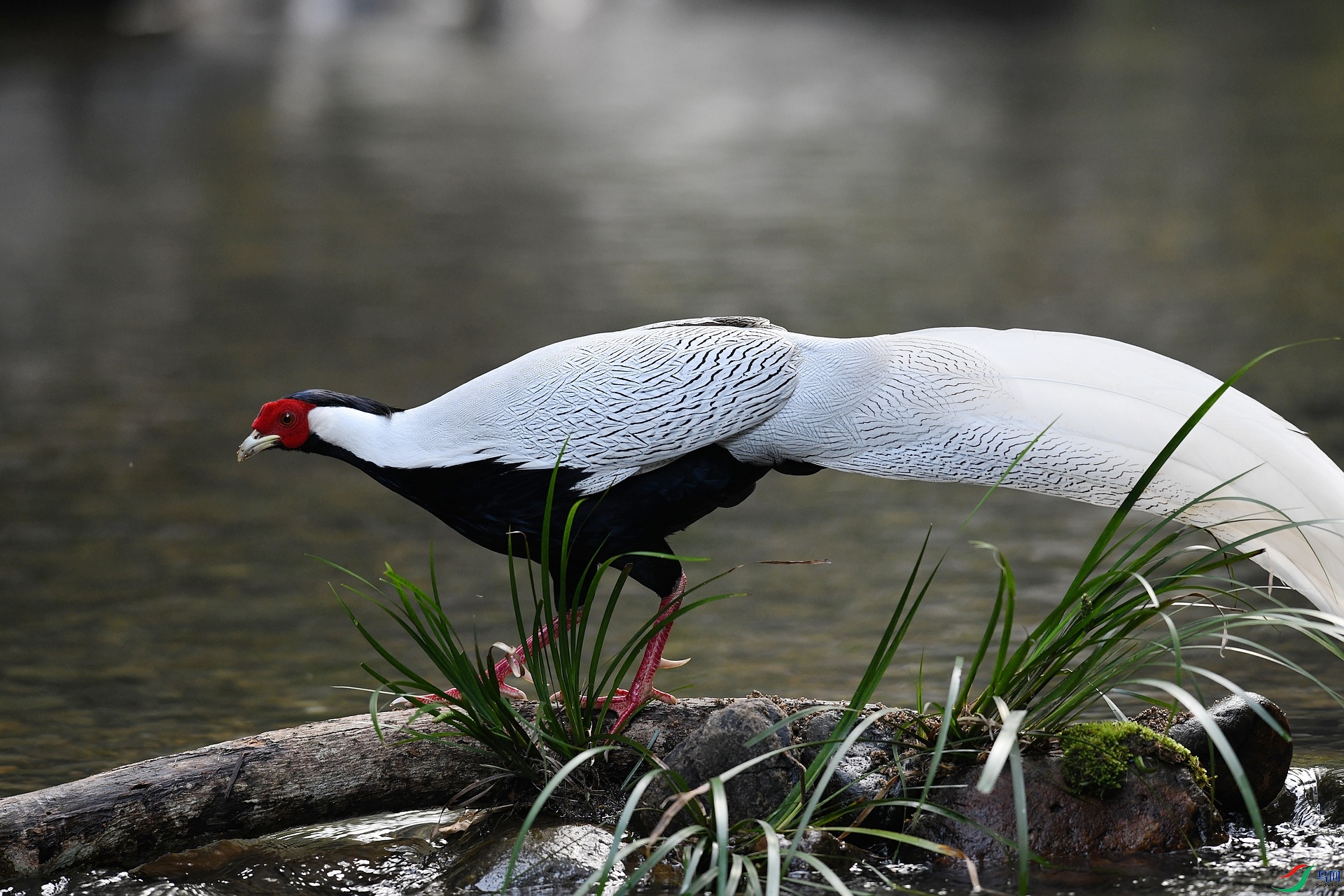 DSC_1179.jpg