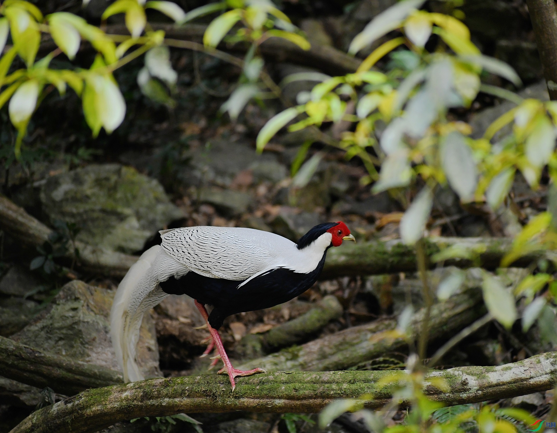 DSC_8687.jpg