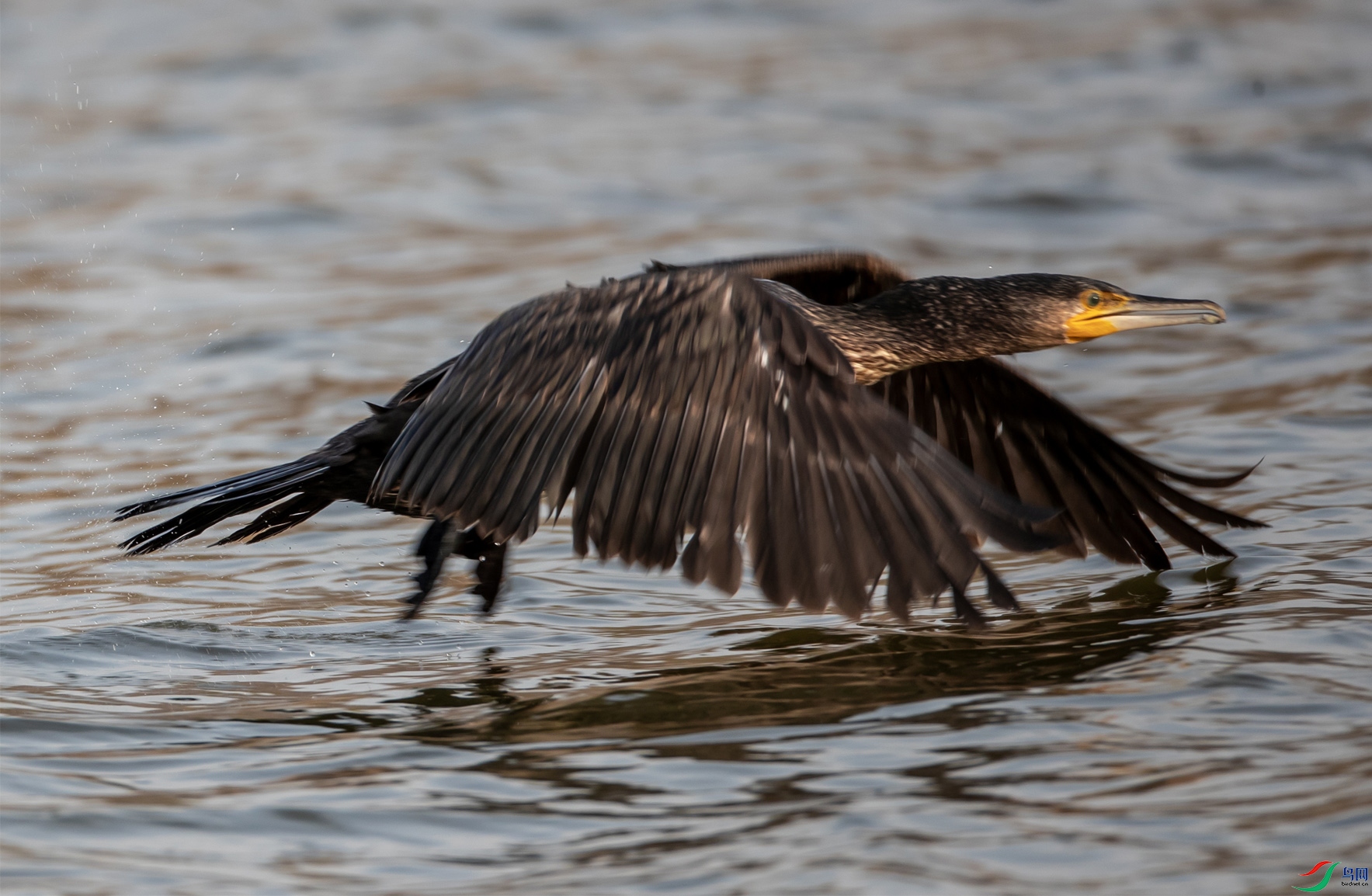 ���62 ����.jpg