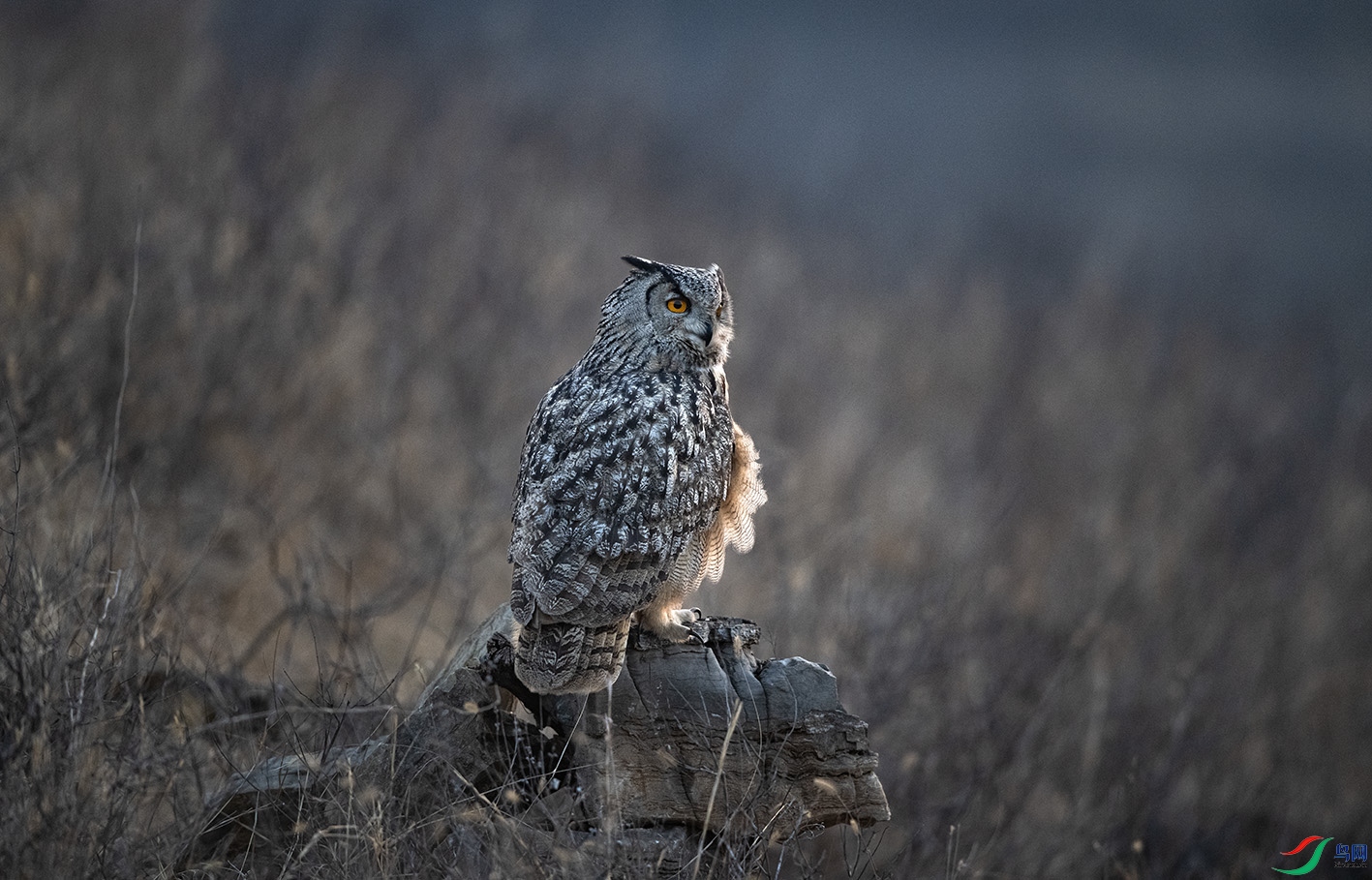 DSC_8443 ����.jpg