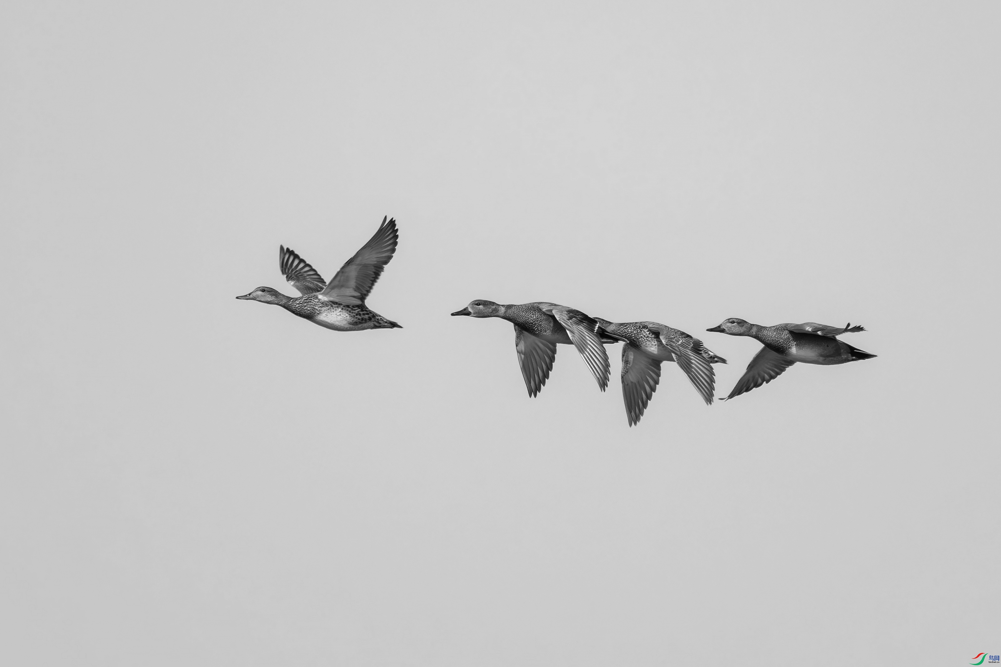 DSC_7039.jpg