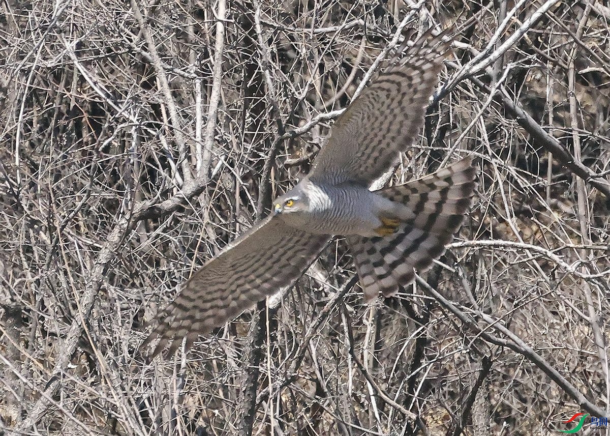 3A4667ȸӥ-25.JPG