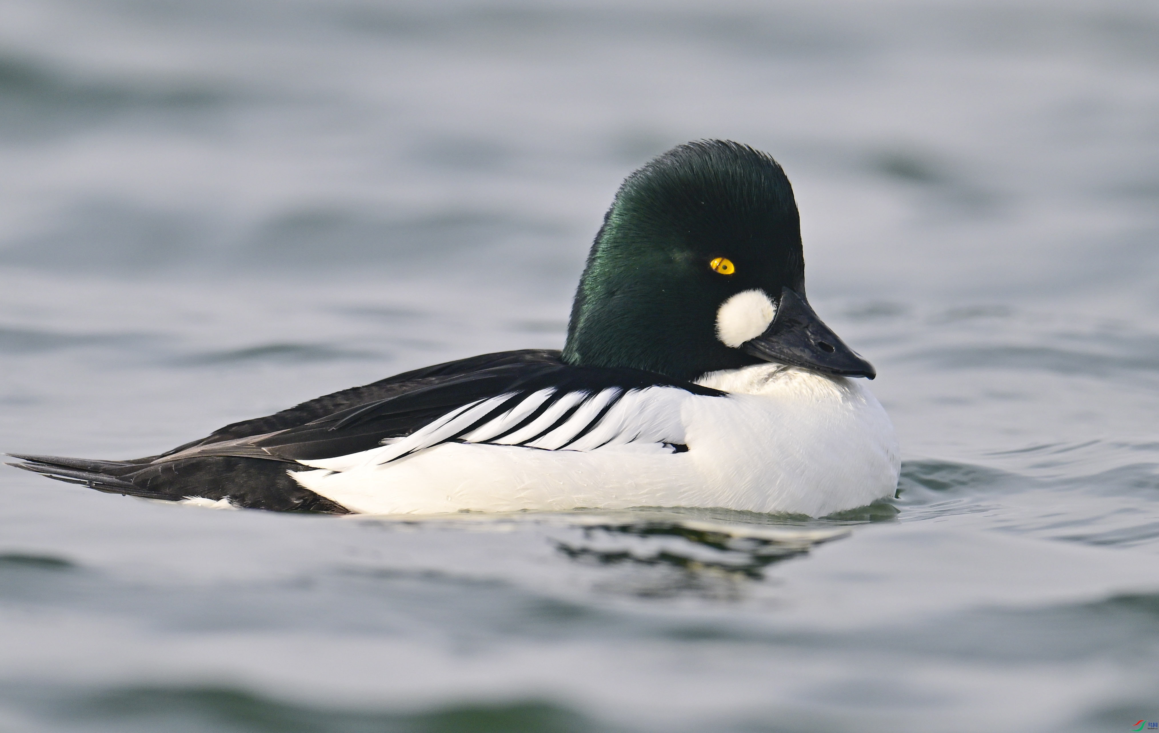 DSC_6843.jpg
