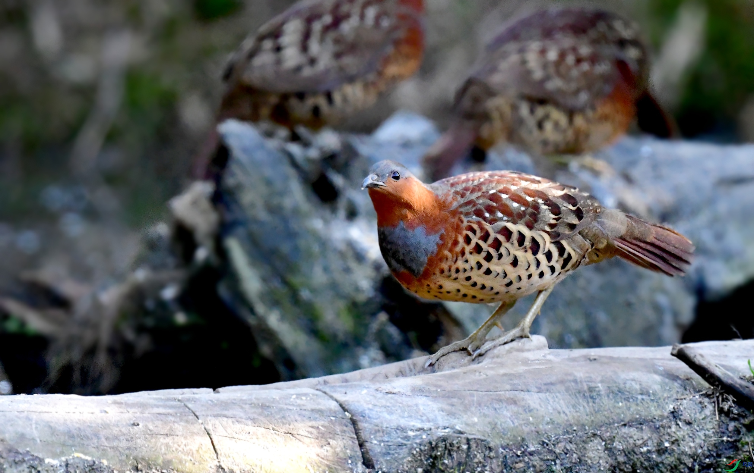 DSC_1156_conew2.jpg