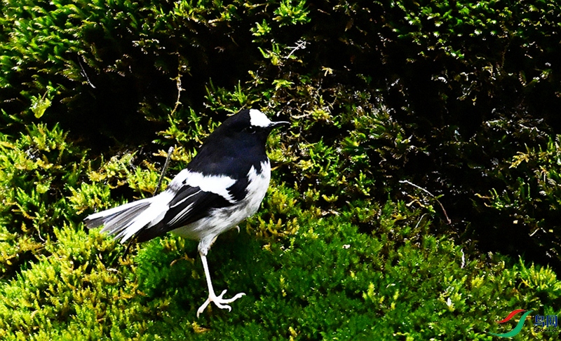 DSC_5265.JPG