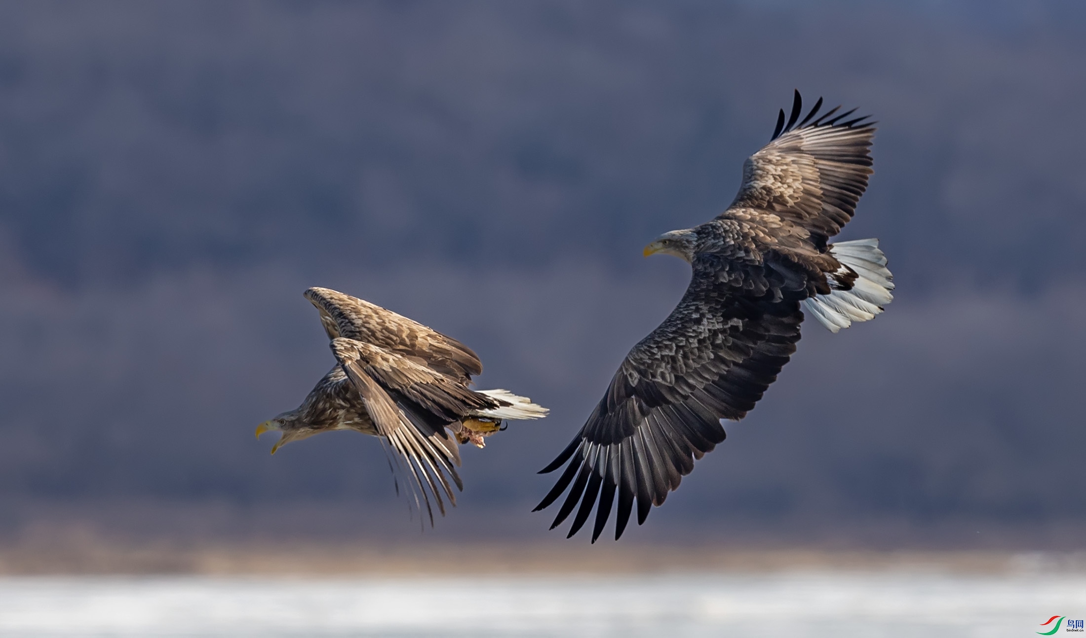 ��β����