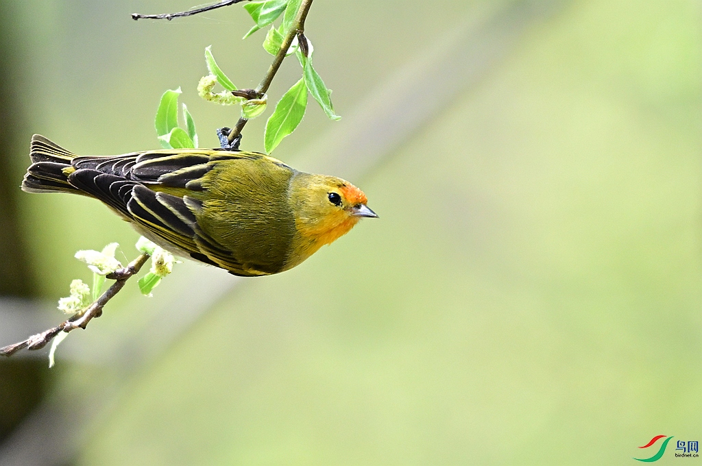 DSC_1435.JPG