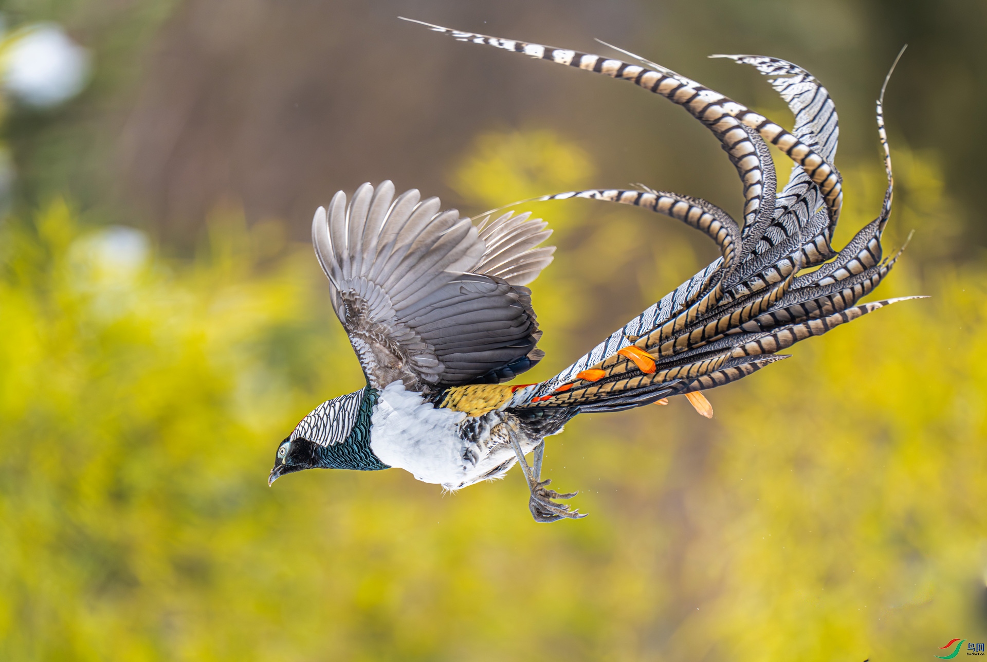 �׸�����