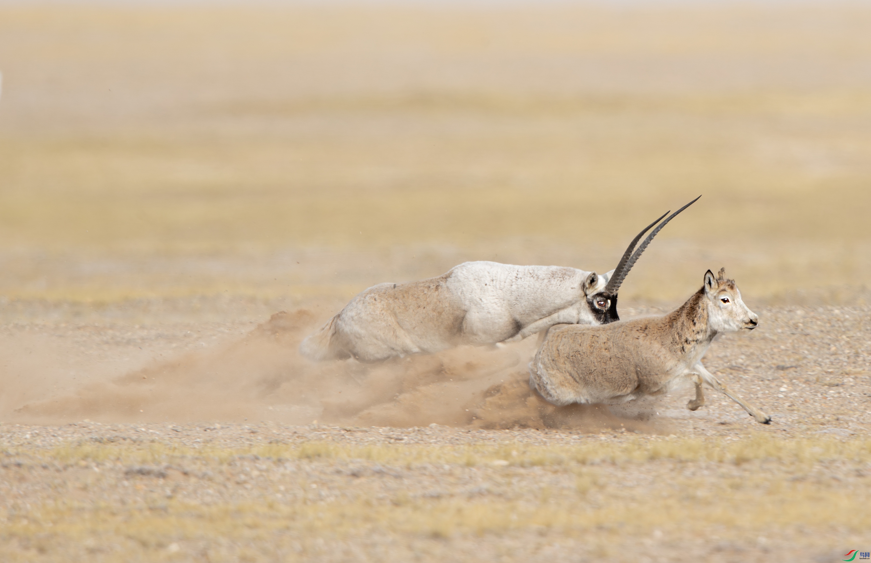 A15I2665-����ǿ-NR ����.jpg