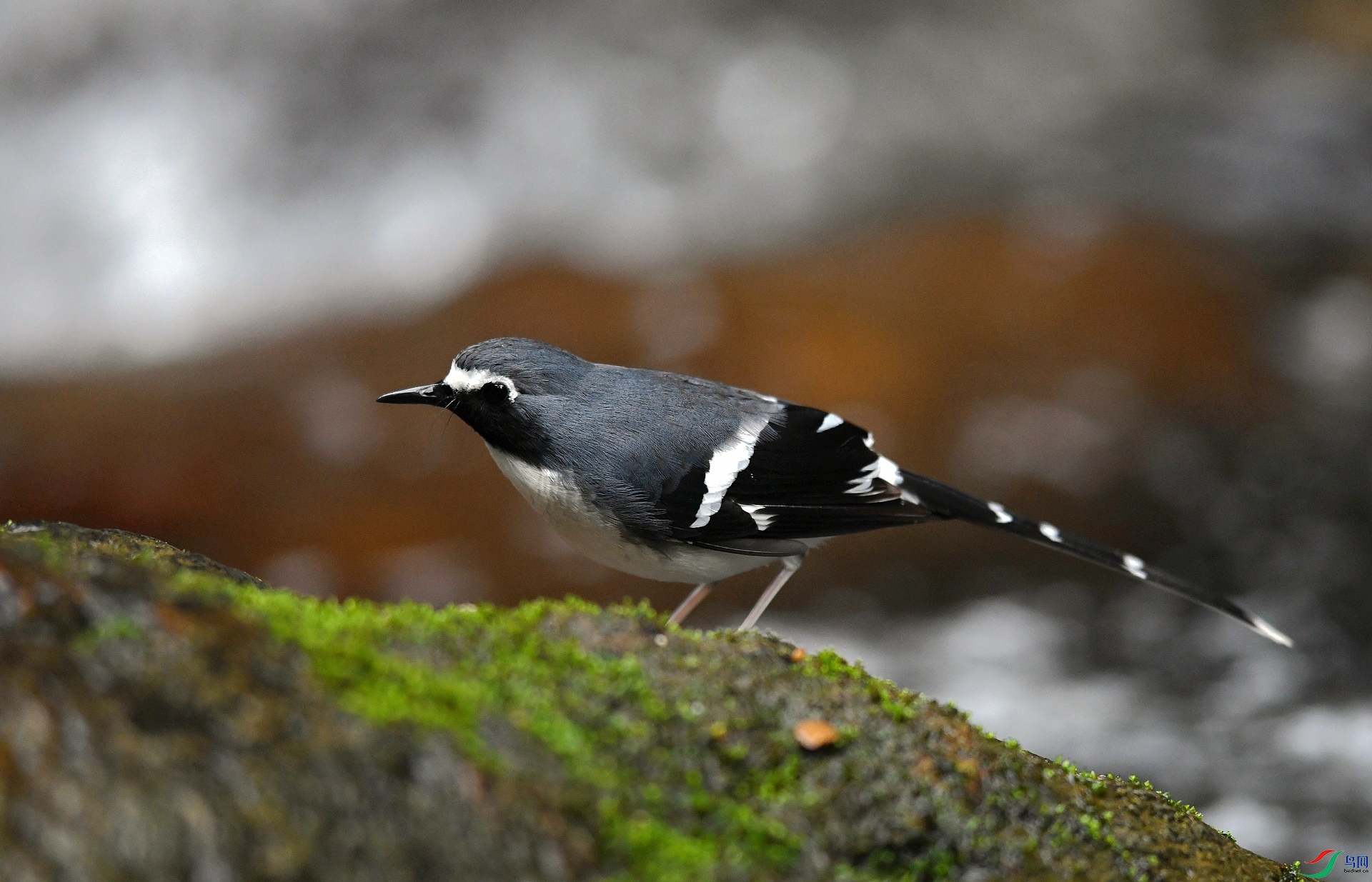DSC_2939.jpg