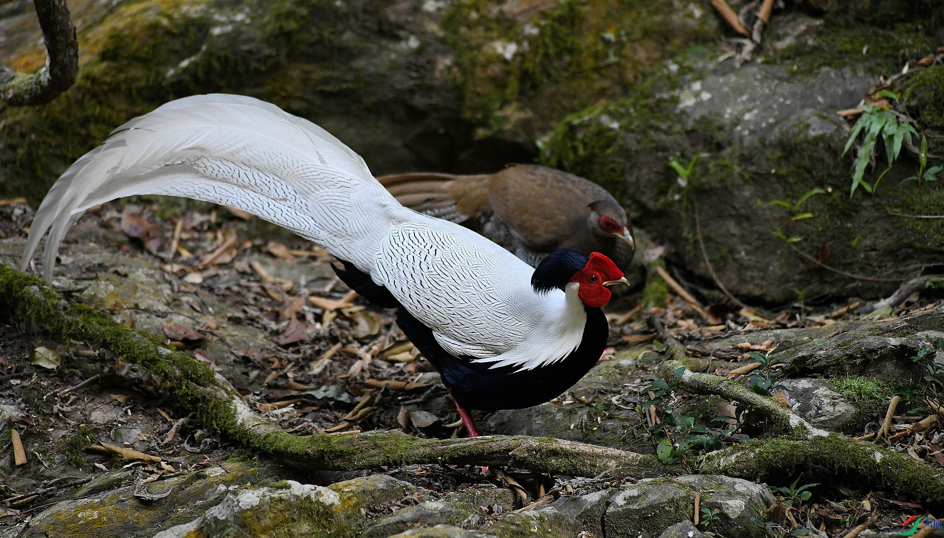 DSC_8524.jpg