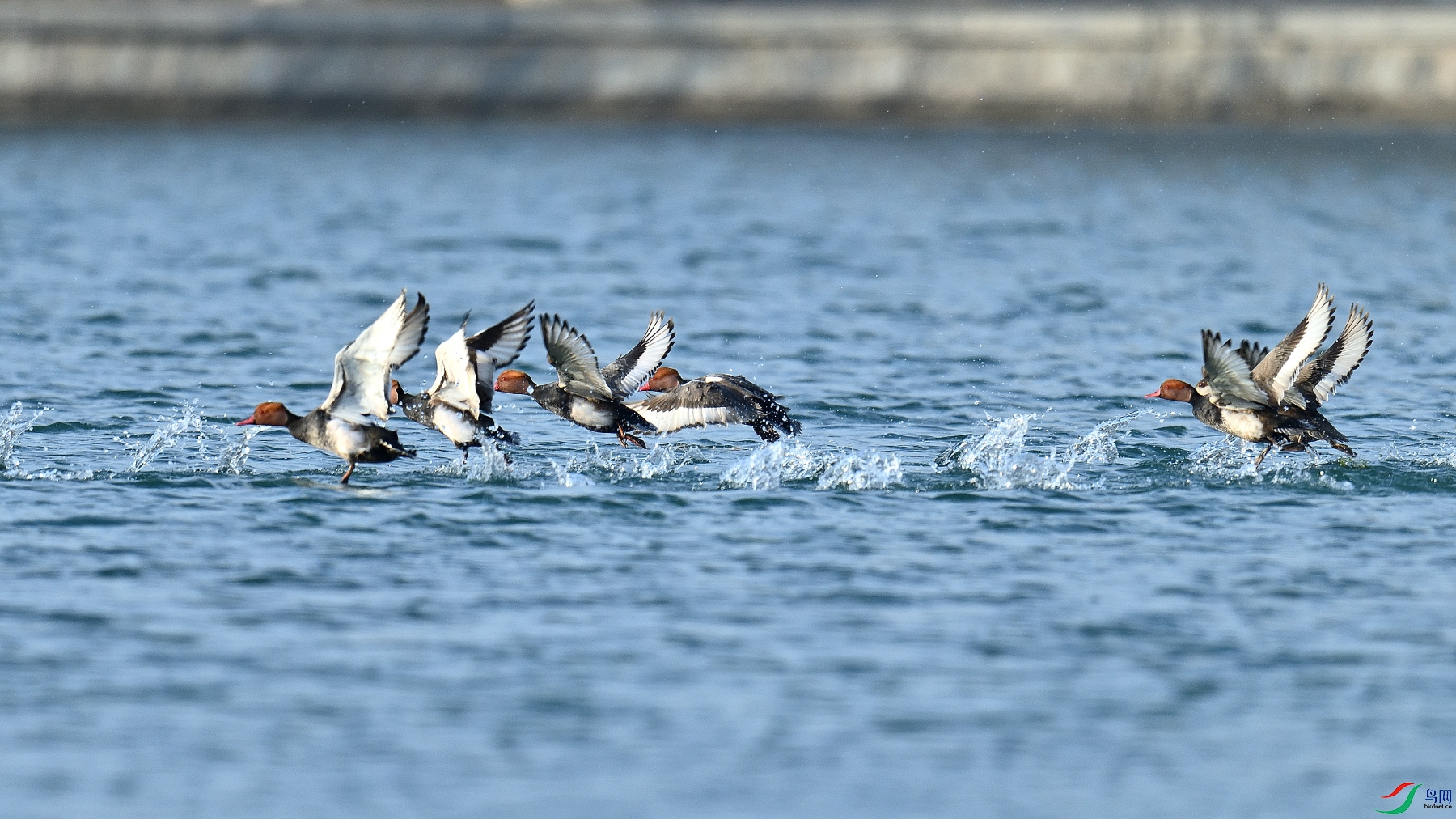 DSC_1471.JPG