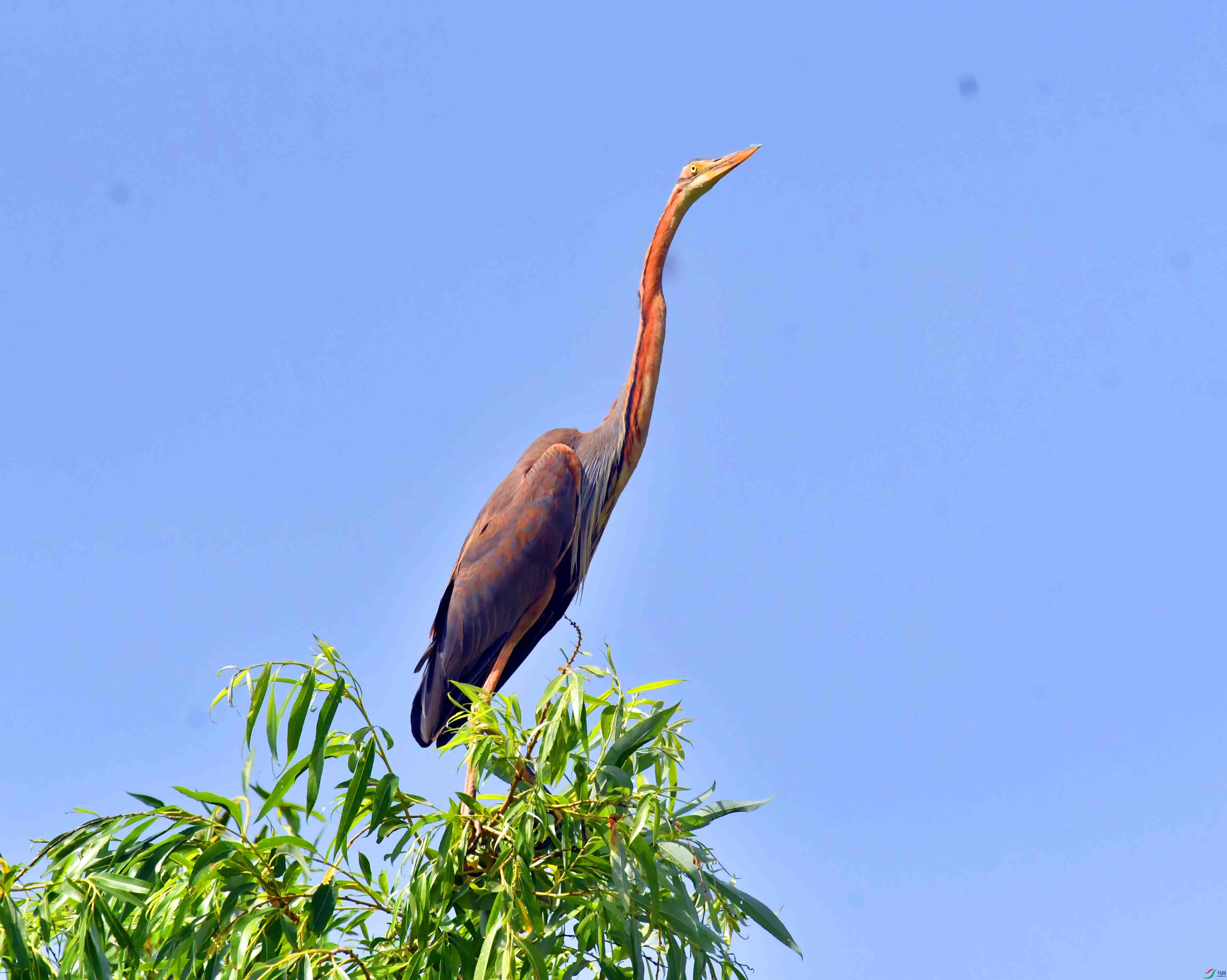 DSC_9927.JPG