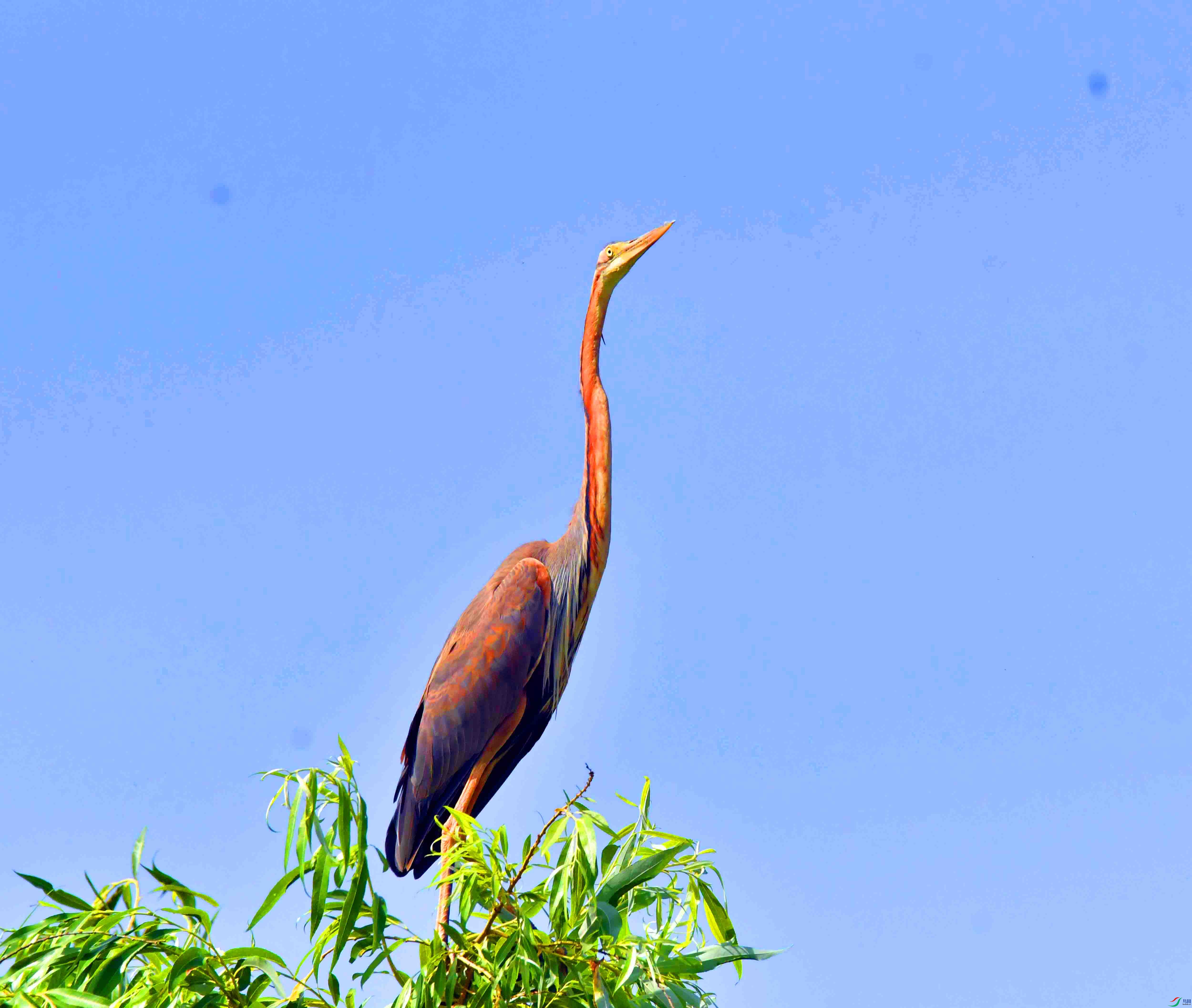 DSC_9929.JPG