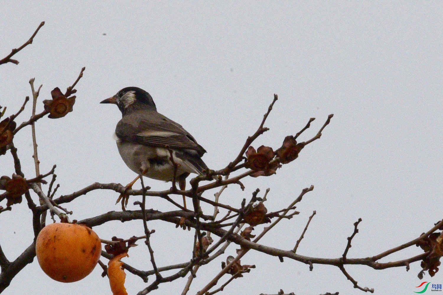 DSC_5067.JPG