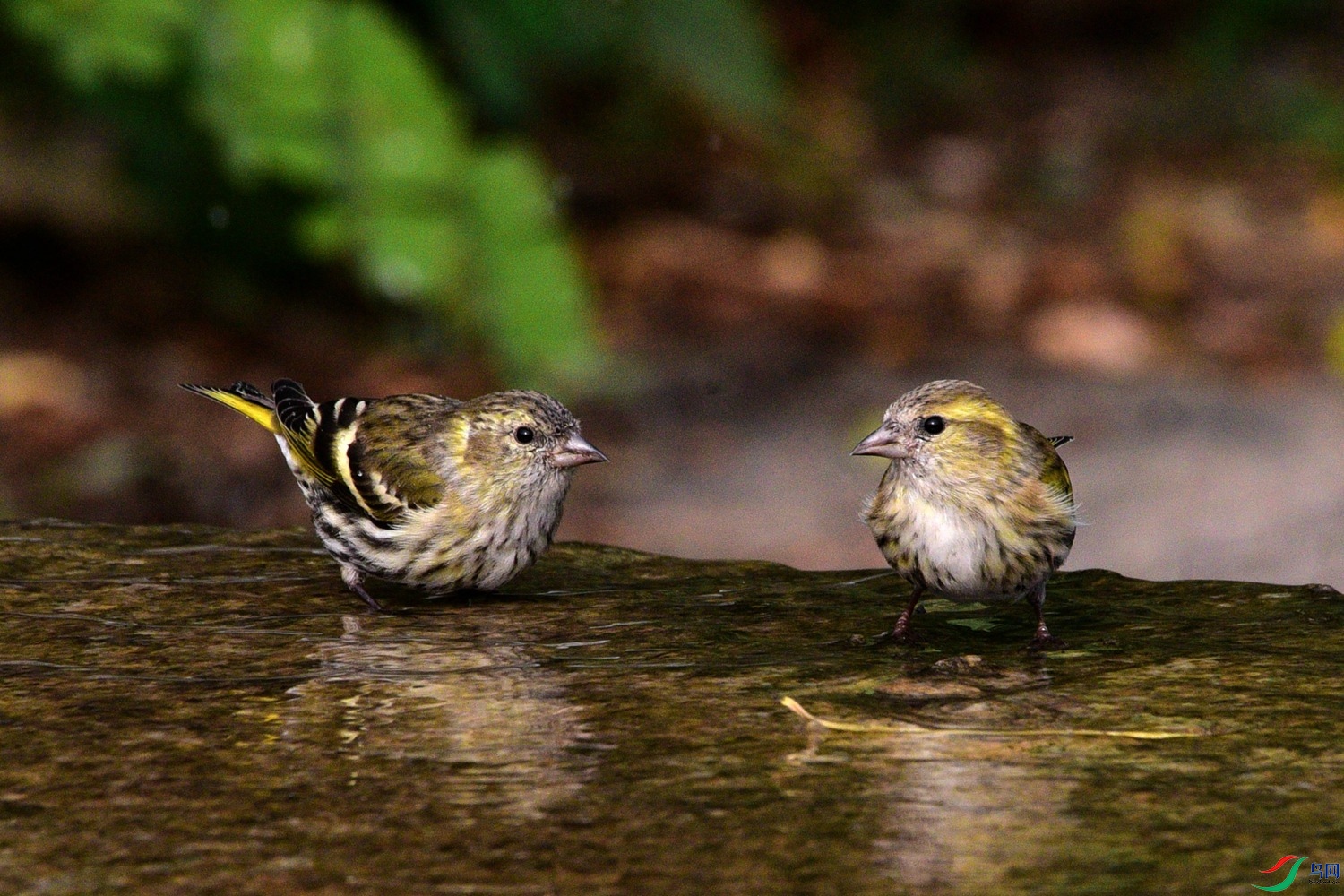 DSC_6360.JPG
