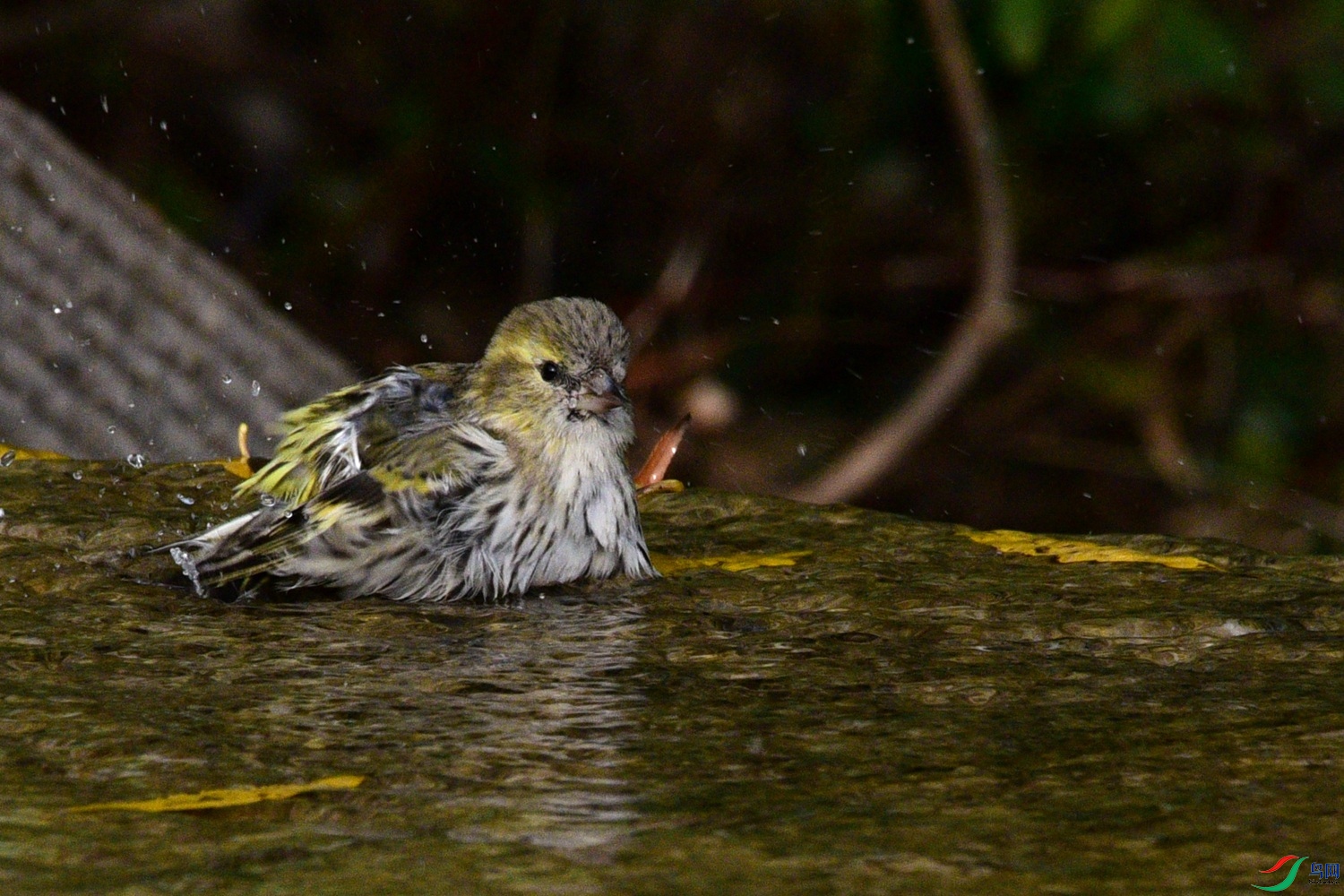DSC_6441.JPG