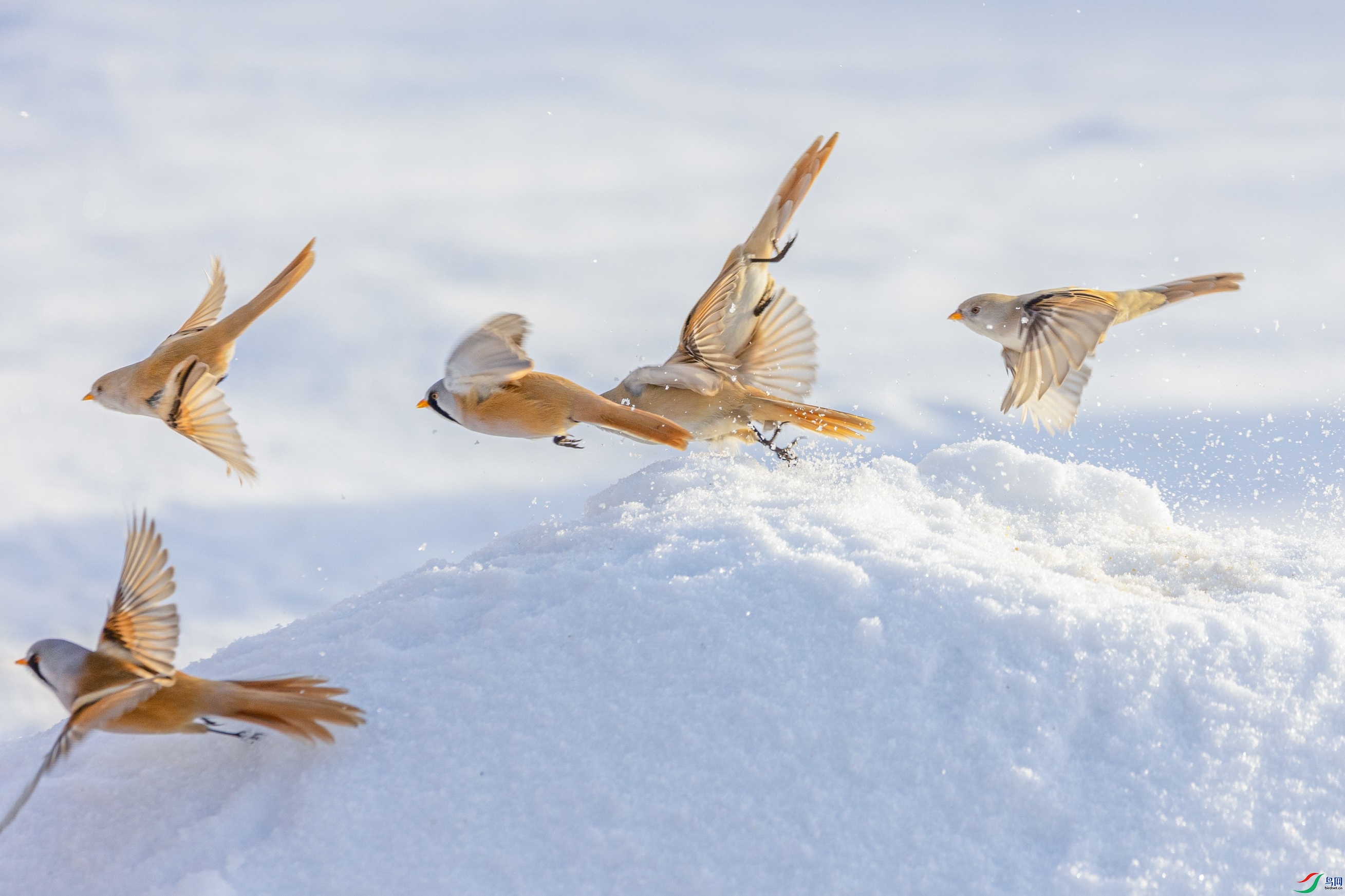 1K3A8363 ����1.jpg