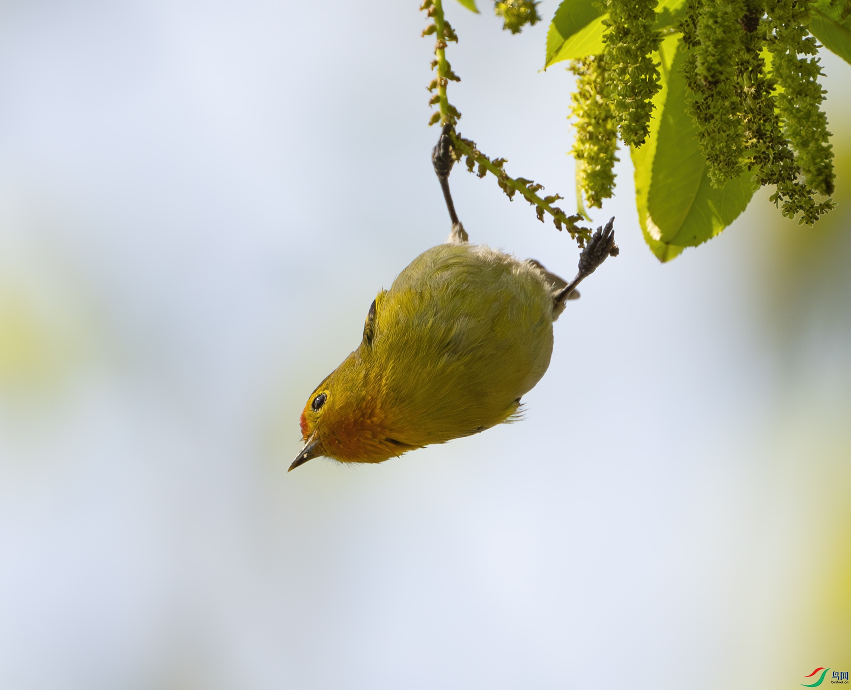 DSC_3552-����ǿ-NR ����.jpg