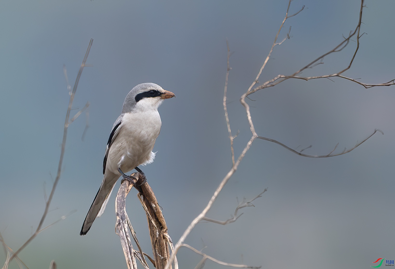 DSC_5009-����ǿ-NR ����.jpg