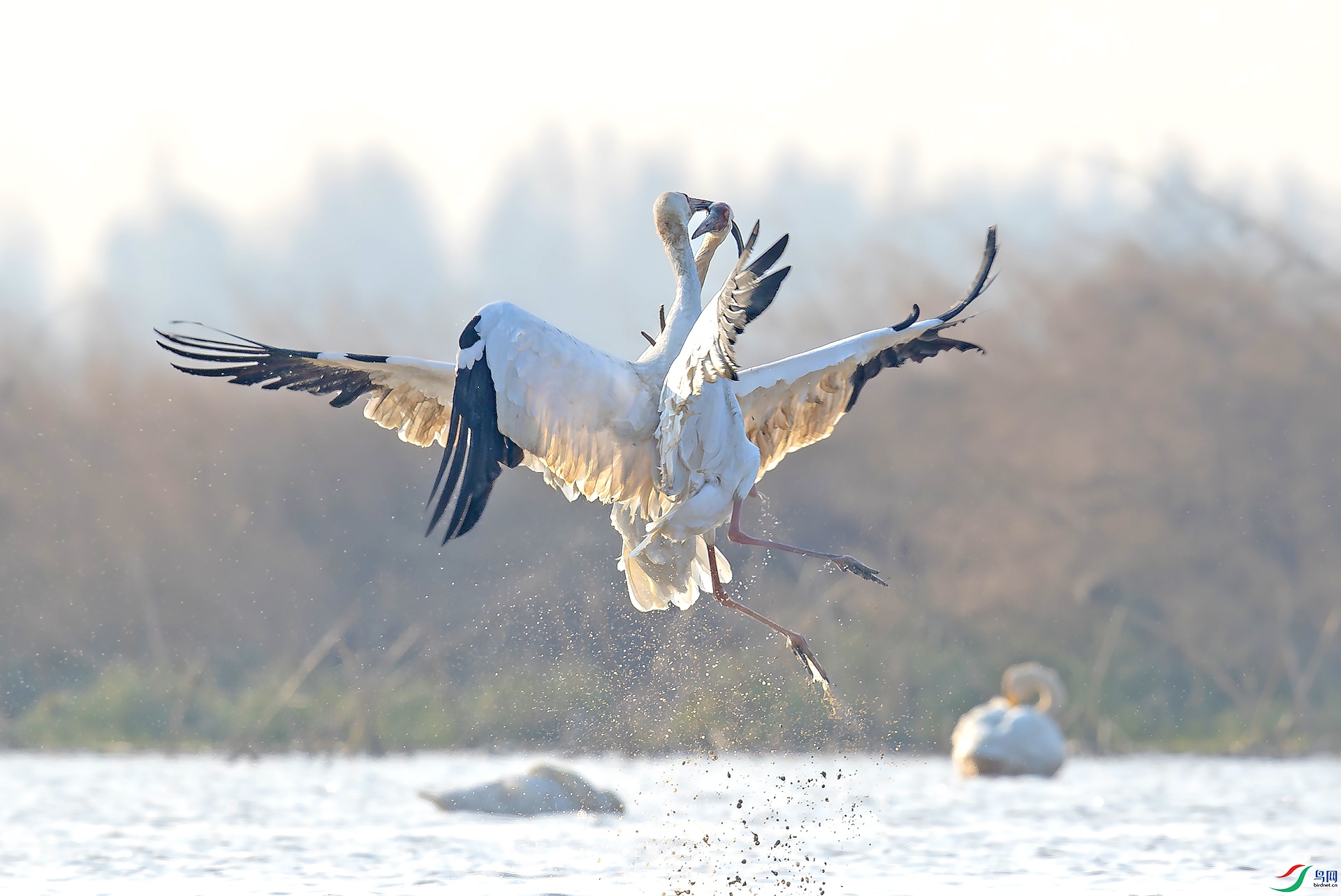 ���н���