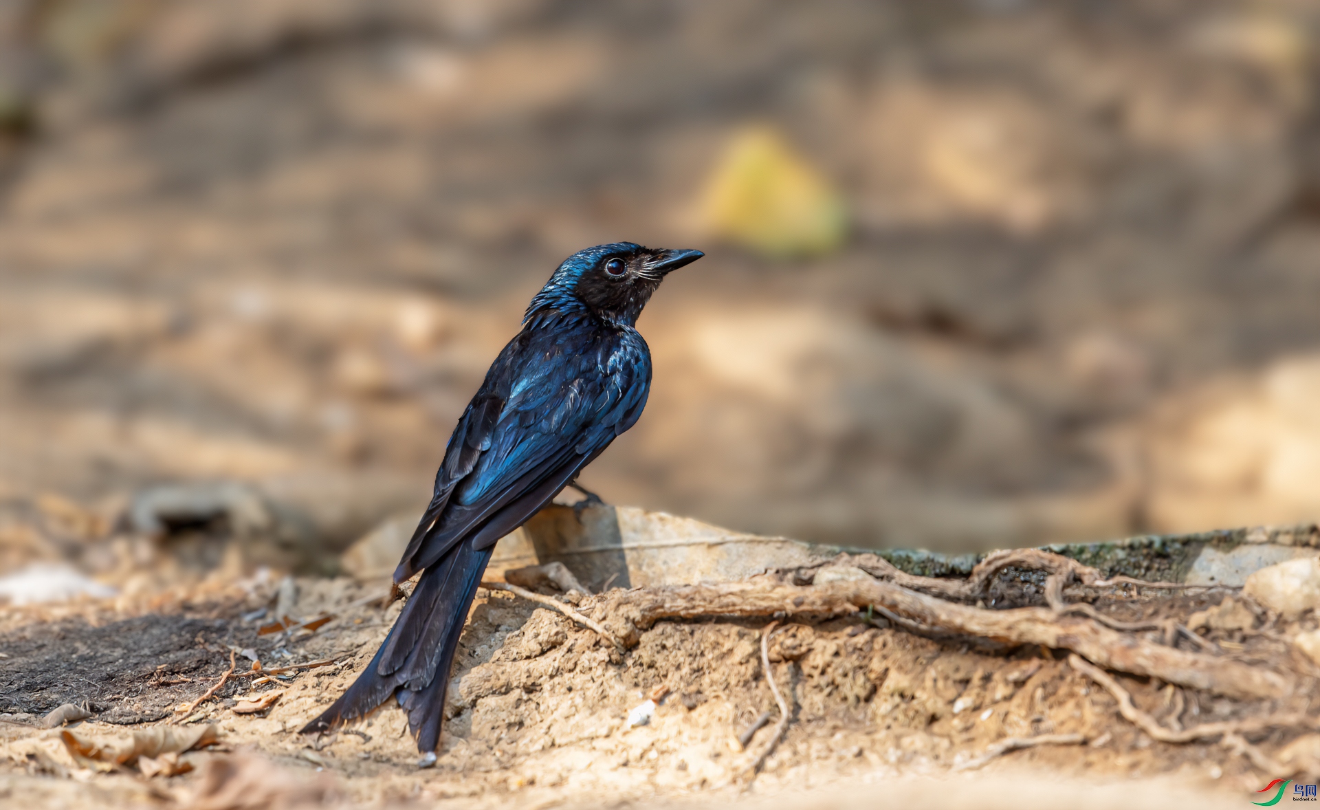 DSC_6551-11.jpg