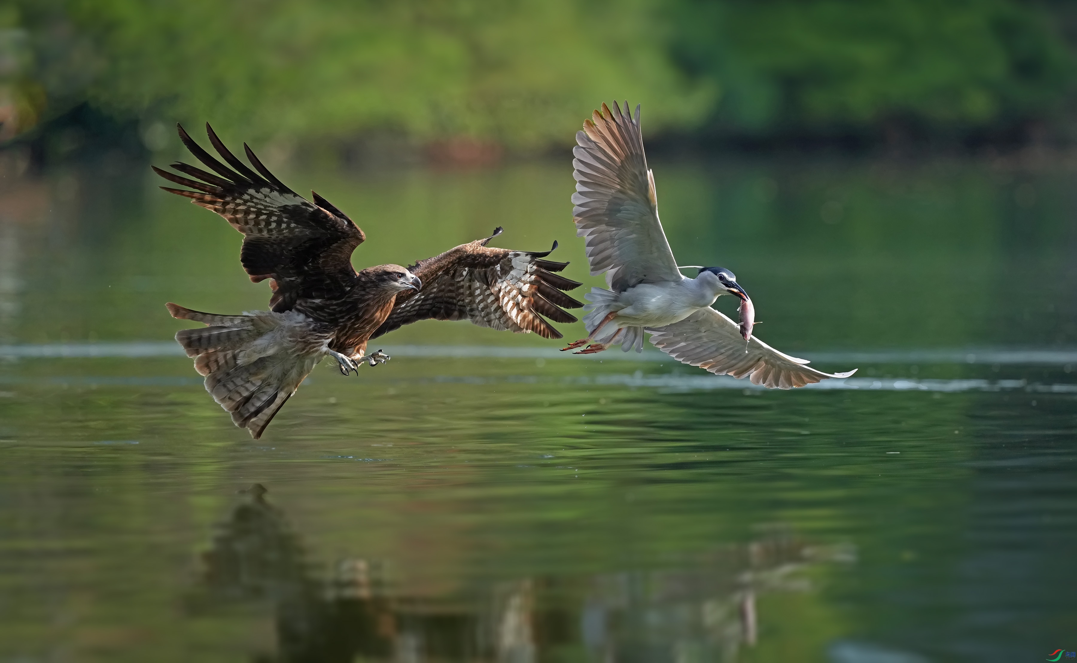 DSC04159 ����.jpg