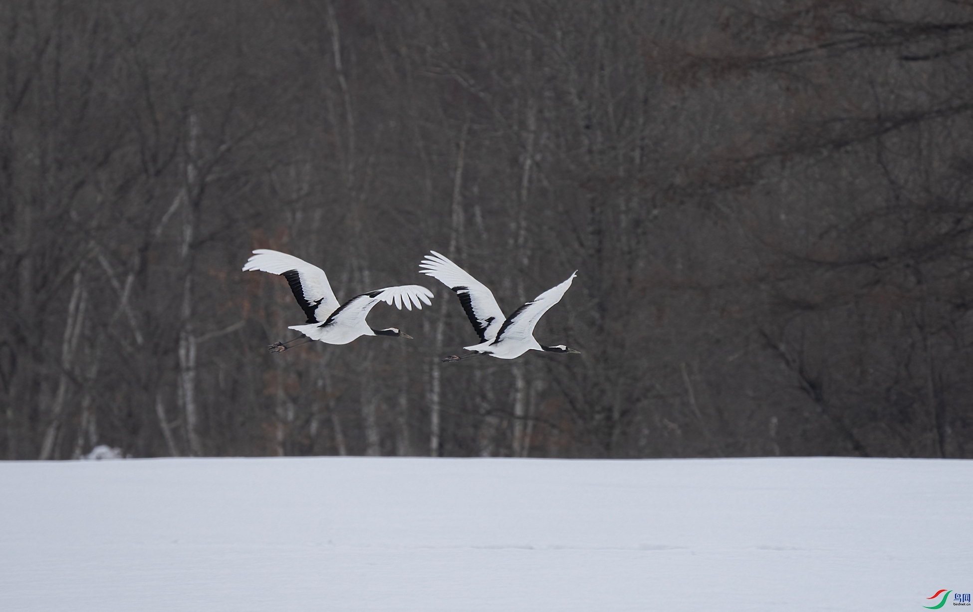 DSC03377a ����_����.jpg